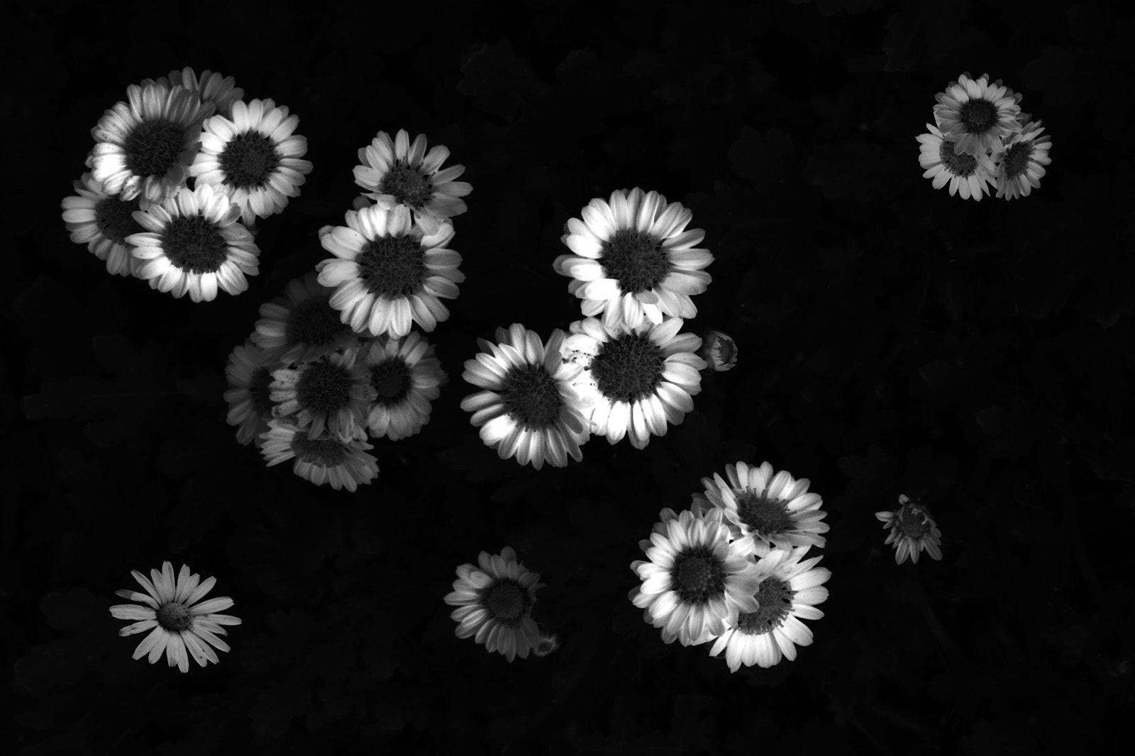 Canon EOS 750D (EOS Rebel T6i / EOS Kiss X8i) sample photo. Herb flower photography