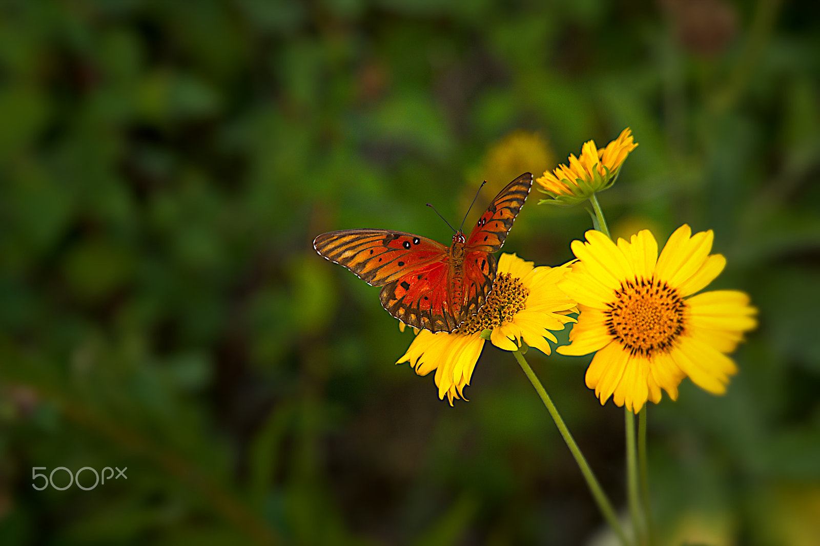 Sony a6000 + Sony E PZ 18-105mm F4 G OSS sample photo. The butterflies in fall photography