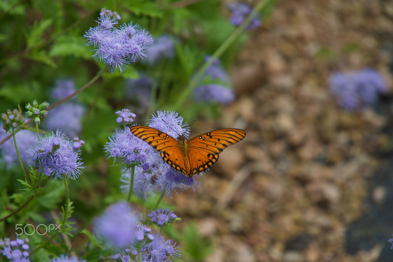 Sony a6000 + Sony E PZ 18-105mm F4 G OSS sample photo. The butterflies in fall photography