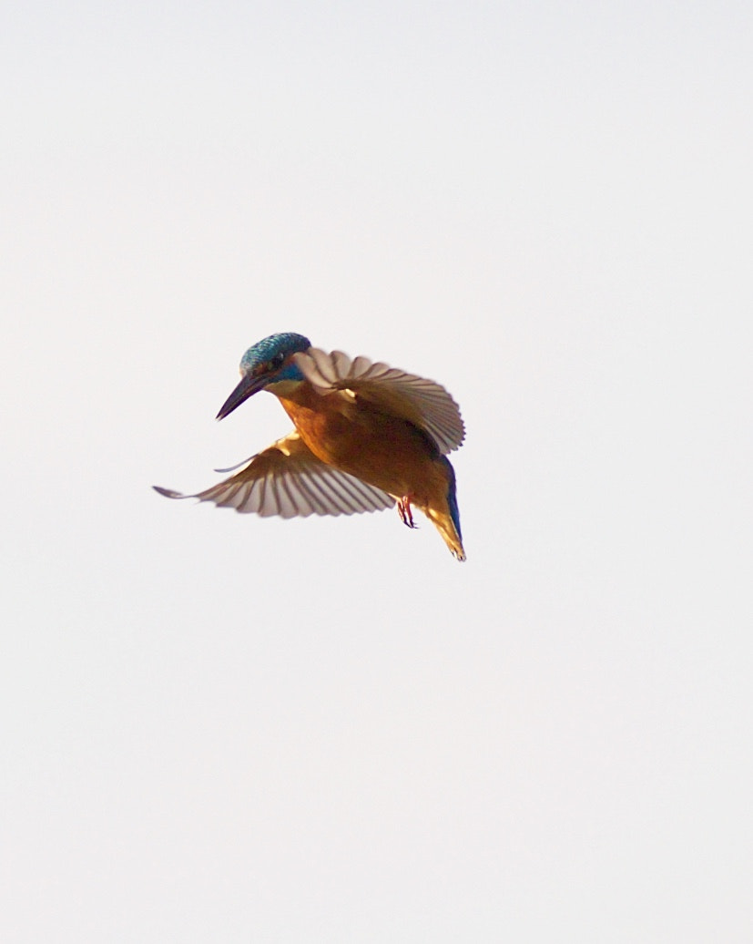 Canon EF 400mm F2.8L IS USM sample photo. Mgl photography