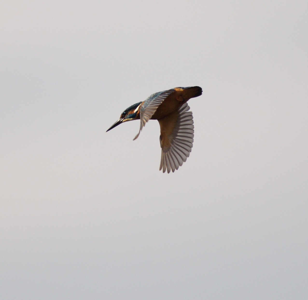 Canon EF 400mm F2.8L IS USM sample photo. Mgl photography