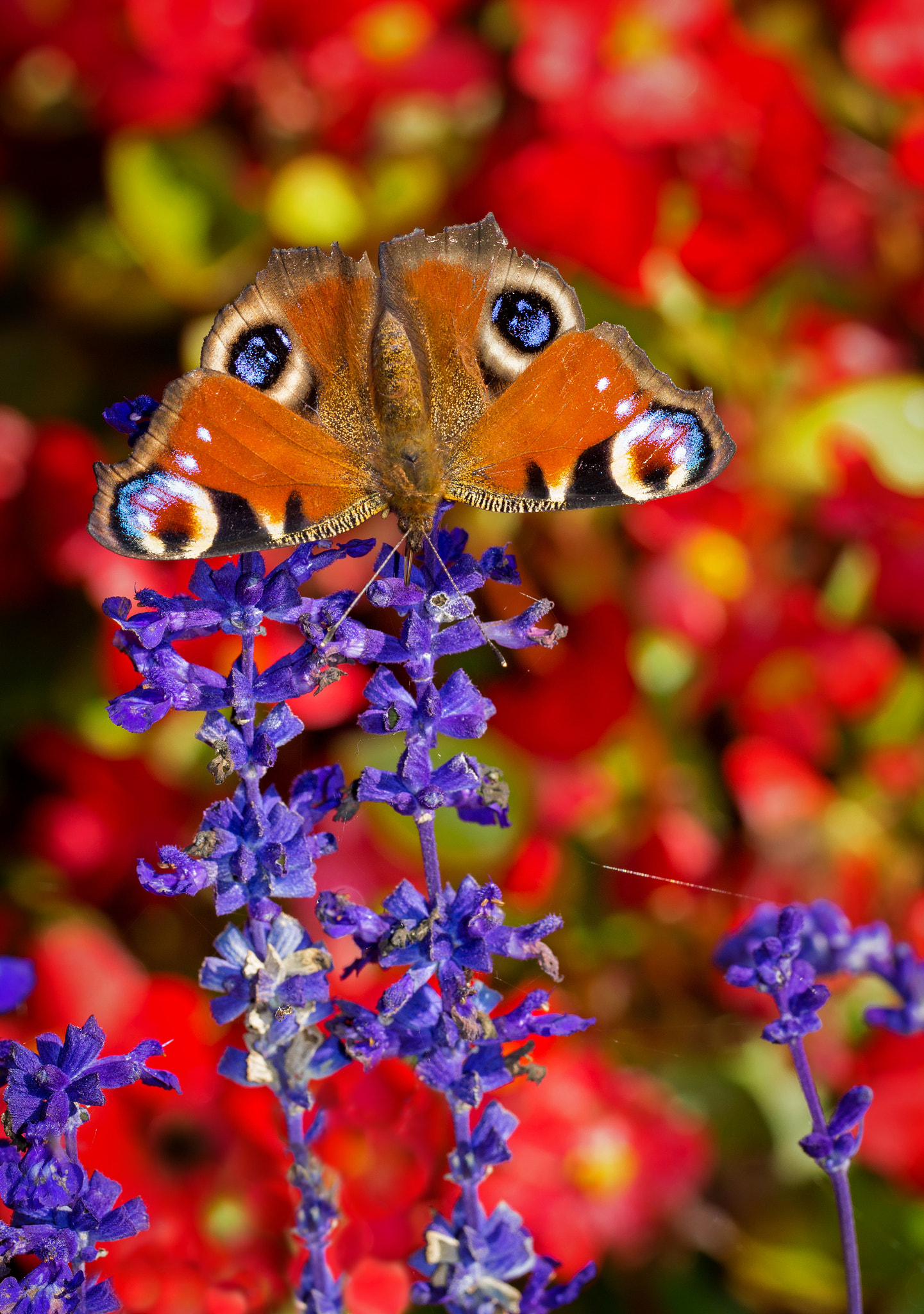 Canon EF 100mm F2.8L Macro IS USM sample photo. Autumn,s butterfly photography