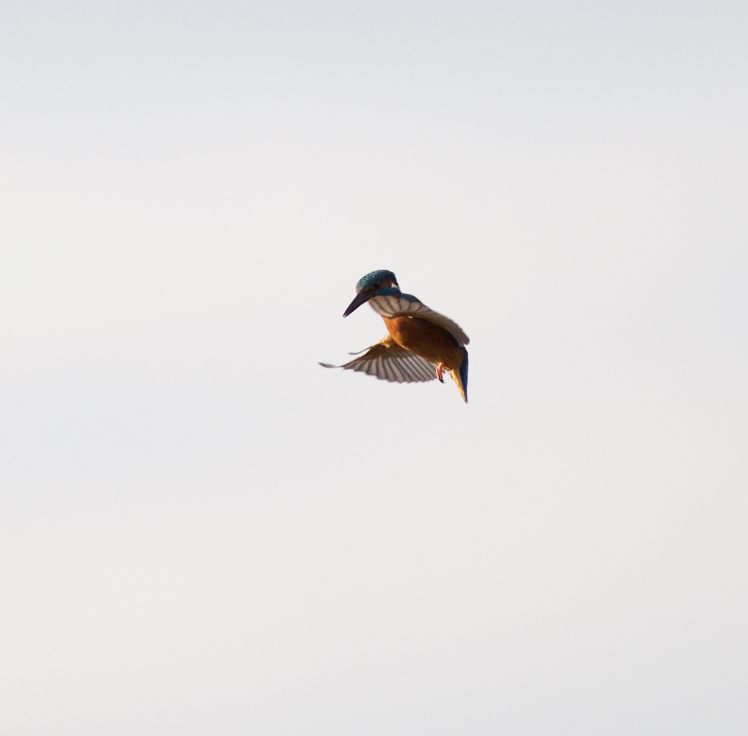 Canon EF 400mm F2.8L IS USM sample photo. Mgl photography