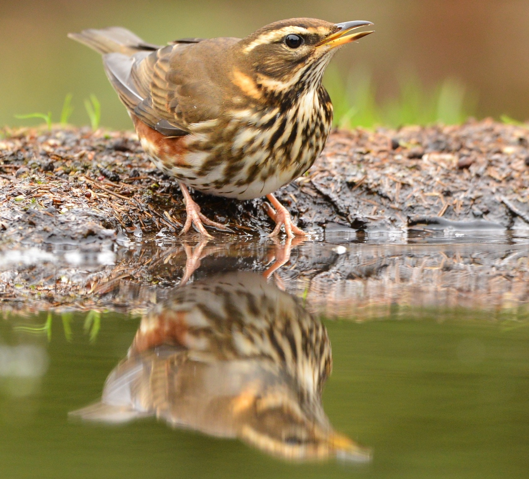 Nikon D600 + Nikon AF-S Nikkor 500mm F4G ED VR sample photo. Koperwiek photography