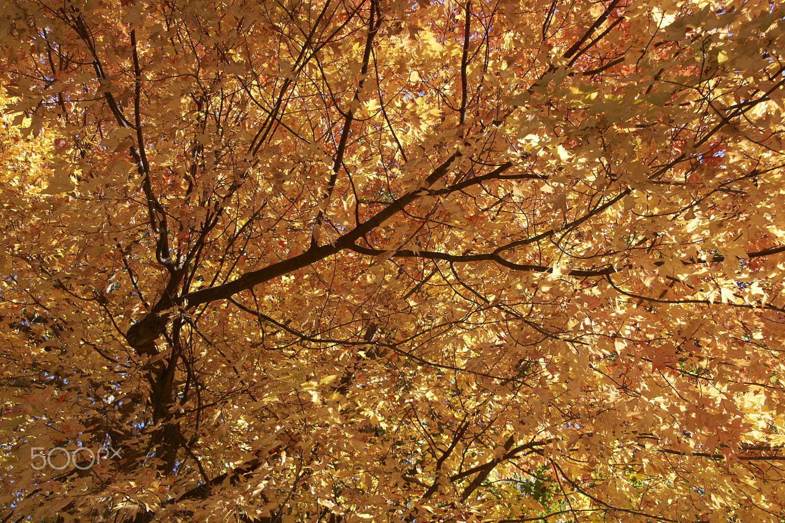 Sony SLT-A65 (SLT-A65V) sample photo. Colour of autumn photography