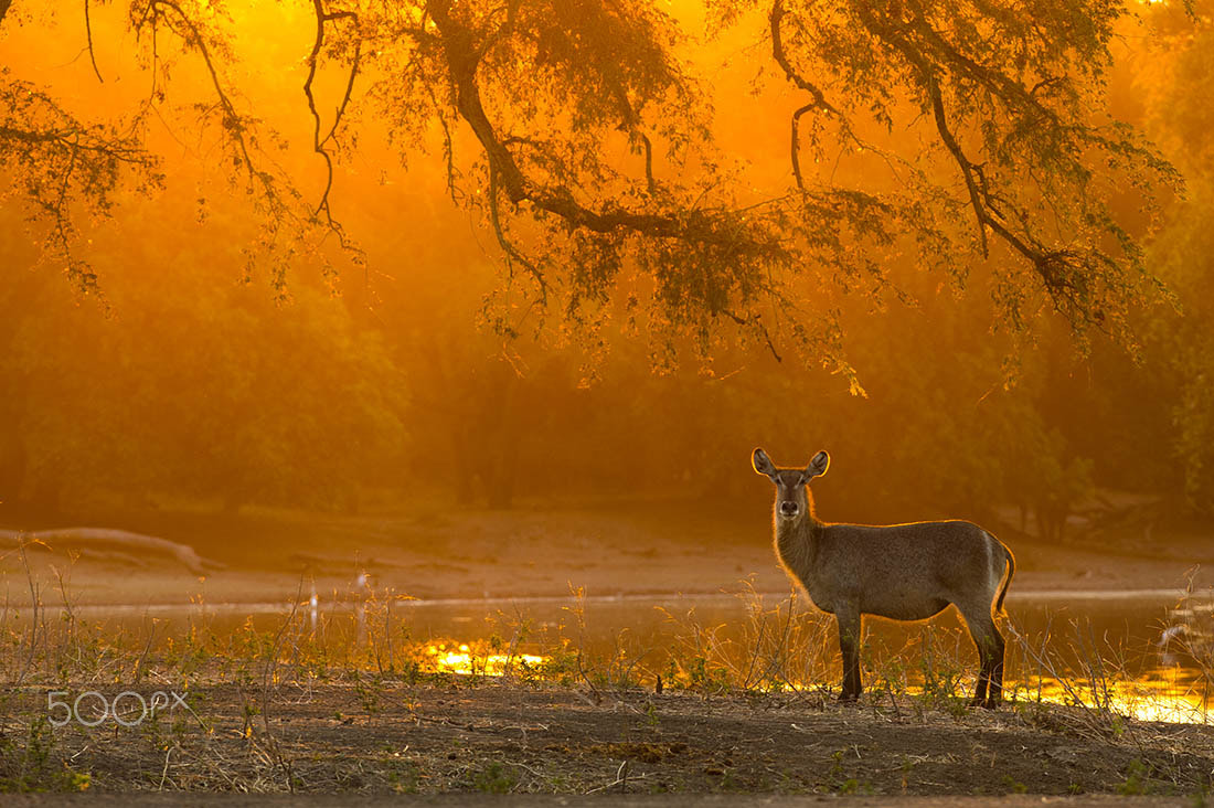 Nikon AF-S Nikkor 300mm F2.8G ED VR II sample photo. Waterbuck photography