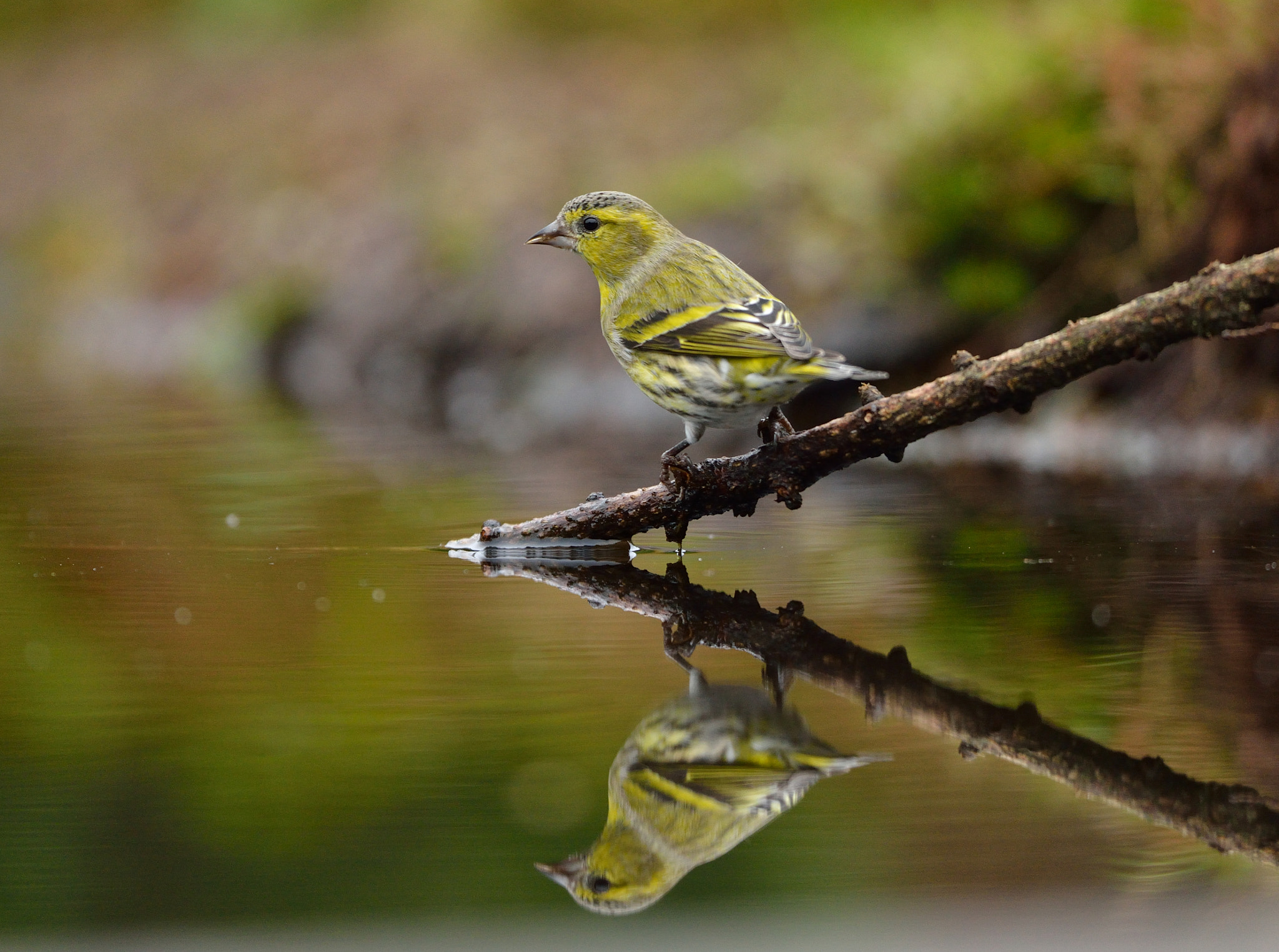 Nikon D600 + Nikon AF-S Nikkor 500mm F4G ED VR sample photo. Sijs photography