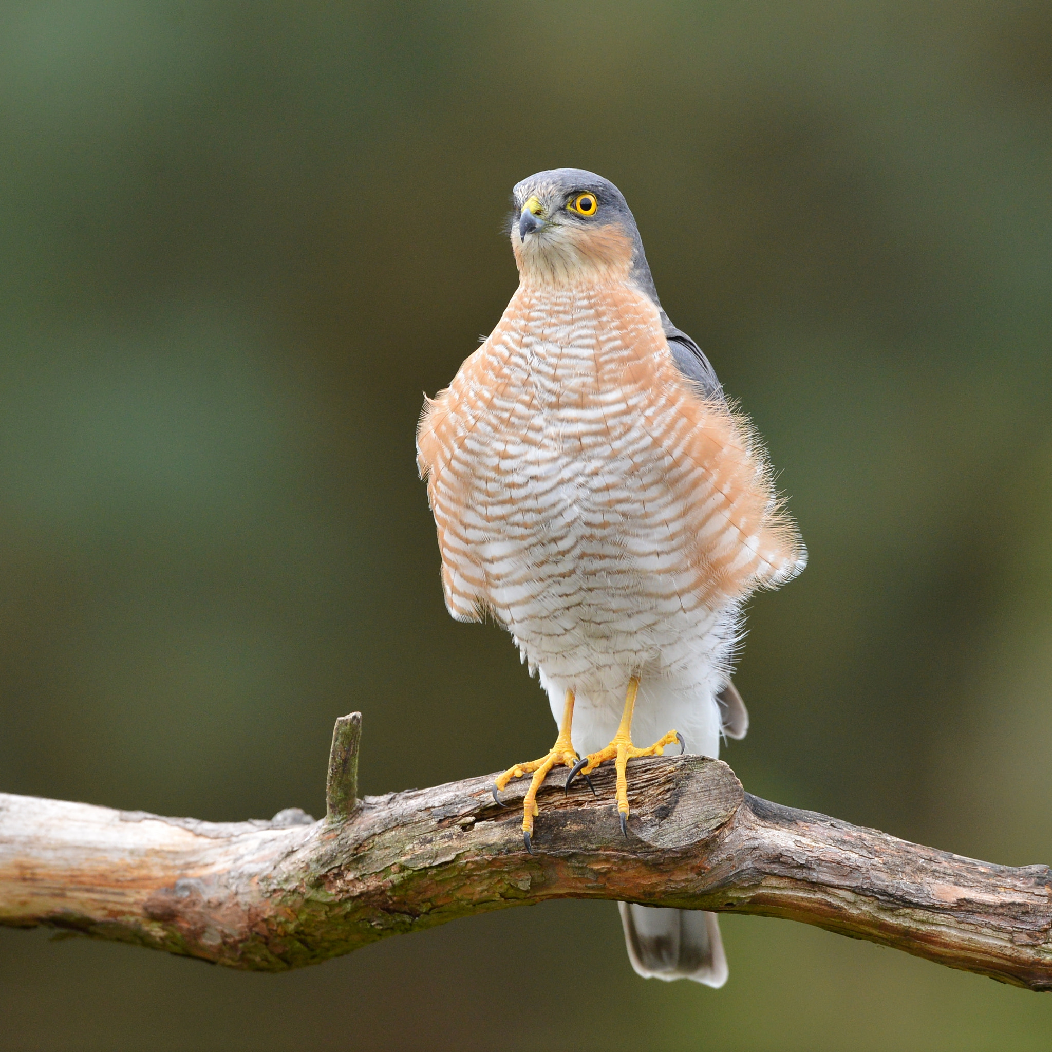 Nikon D600 + Nikon AF-S Nikkor 500mm F4G ED VR sample photo. Sperwer photography