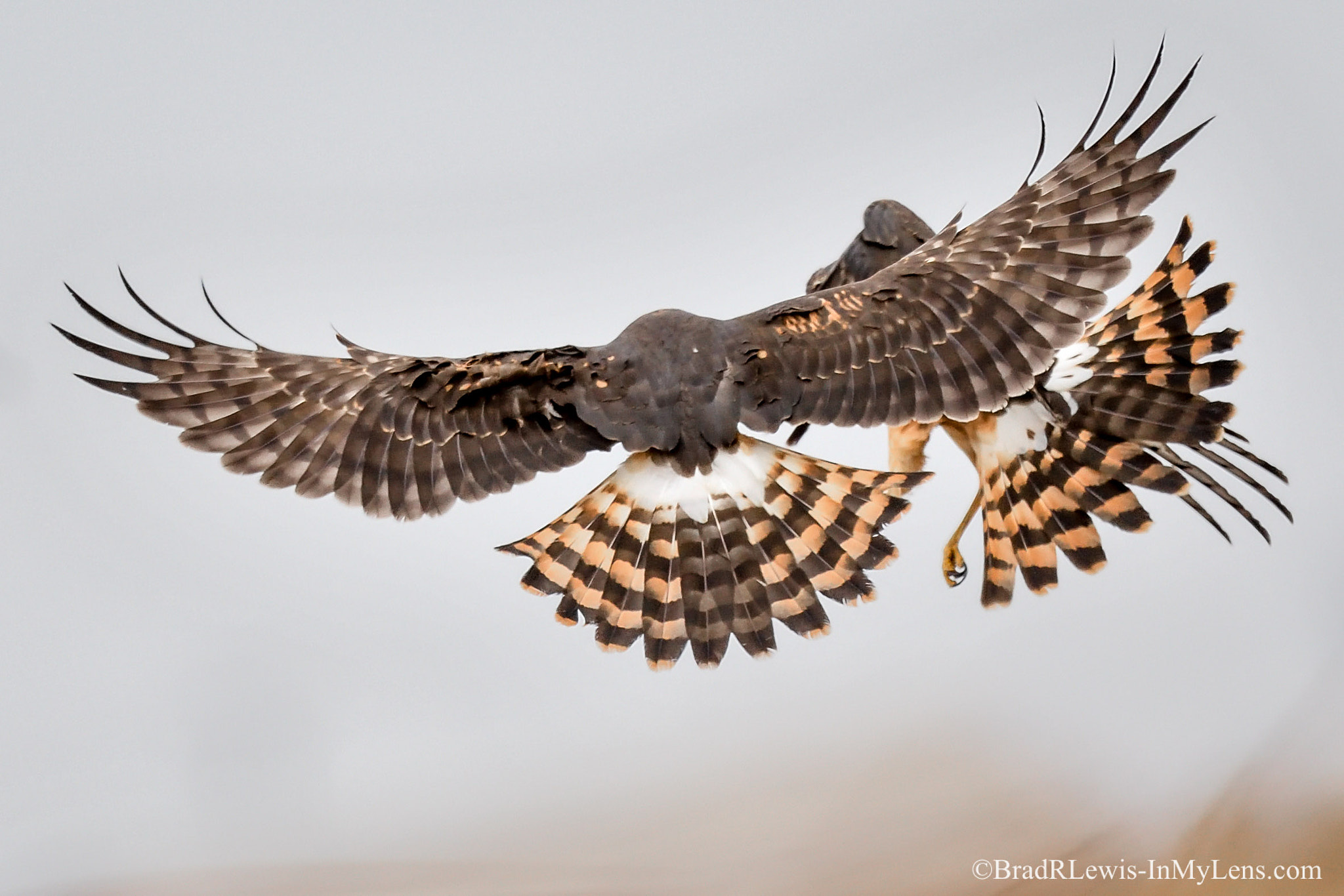 Nikon AF-S Nikkor 800mm F5.6E FL ED VR sample photo. Northern harrier photography