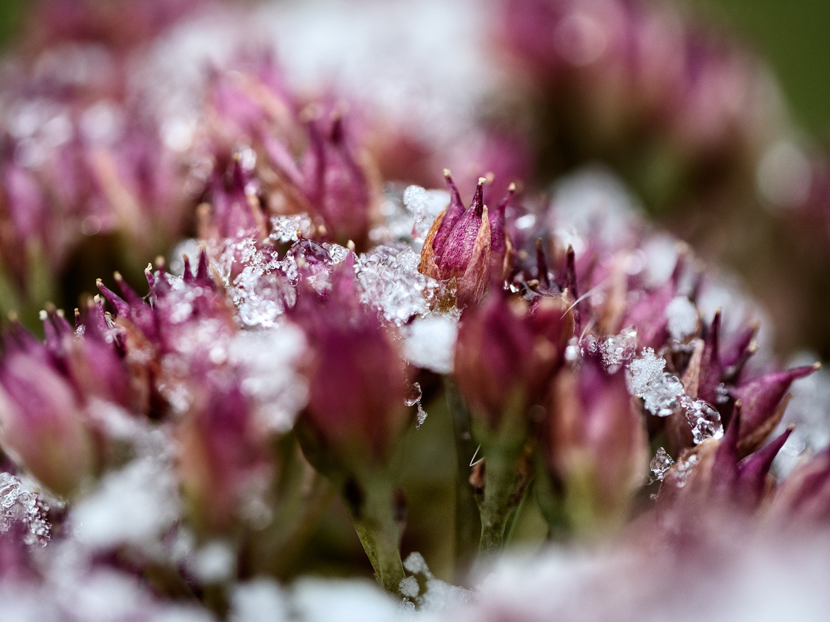 Panasonic Leica DG Macro-Elmarit 45mm F2.8 ASPH OIS sample photo. Flowers whit diamonds photography