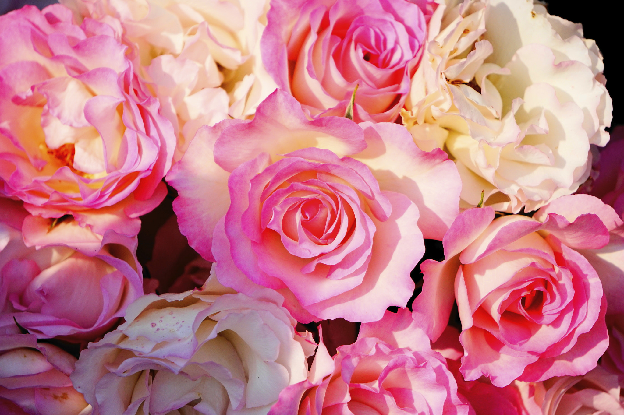 Sony E 55-210mm F4.5-6.3 OSS sample photo. 薔薇。 photography