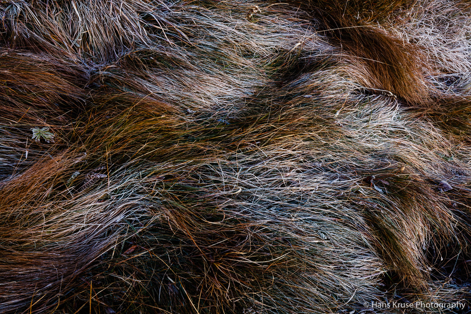 Canon EOS 5DS R + Canon EF 16-35mm F4L IS USM sample photo. Frosty grass photography