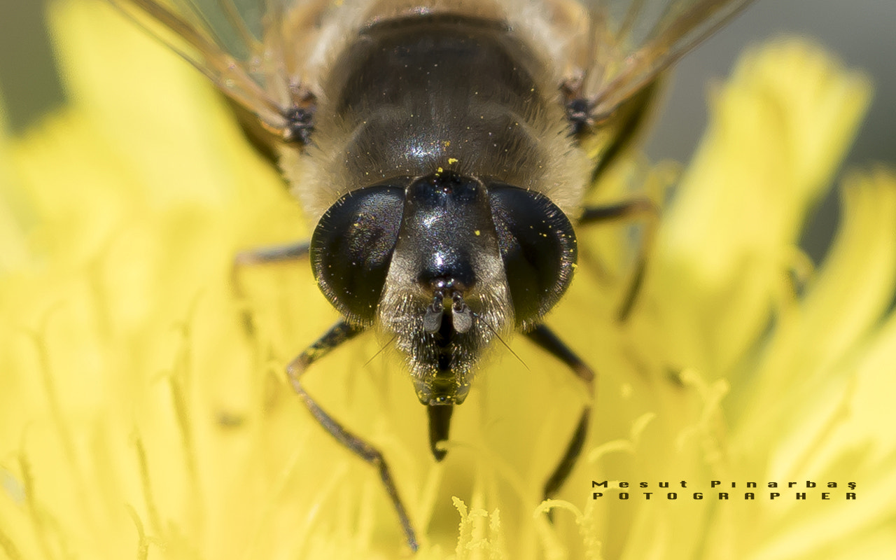 Sony a6300 + Sony FE 90mm F2.8 Macro G OSS sample photo. Ardahan turkey photography