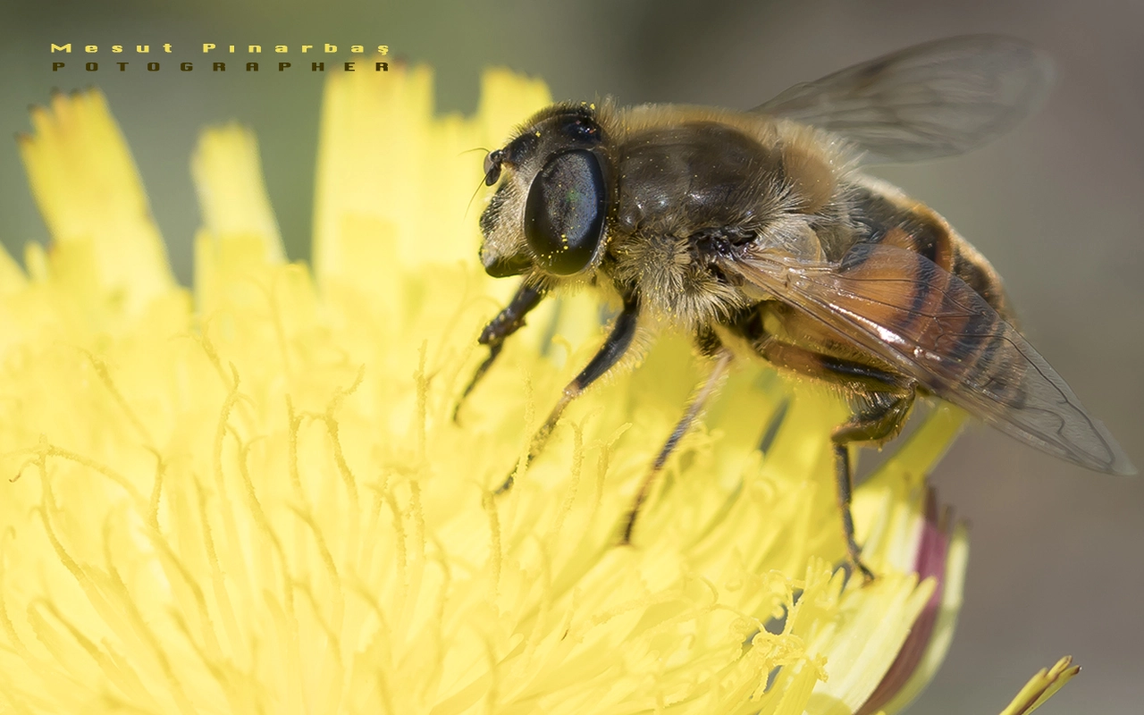 Sony a6300 + Sony FE 90mm F2.8 Macro G OSS sample photo. Ardahan turkey photography