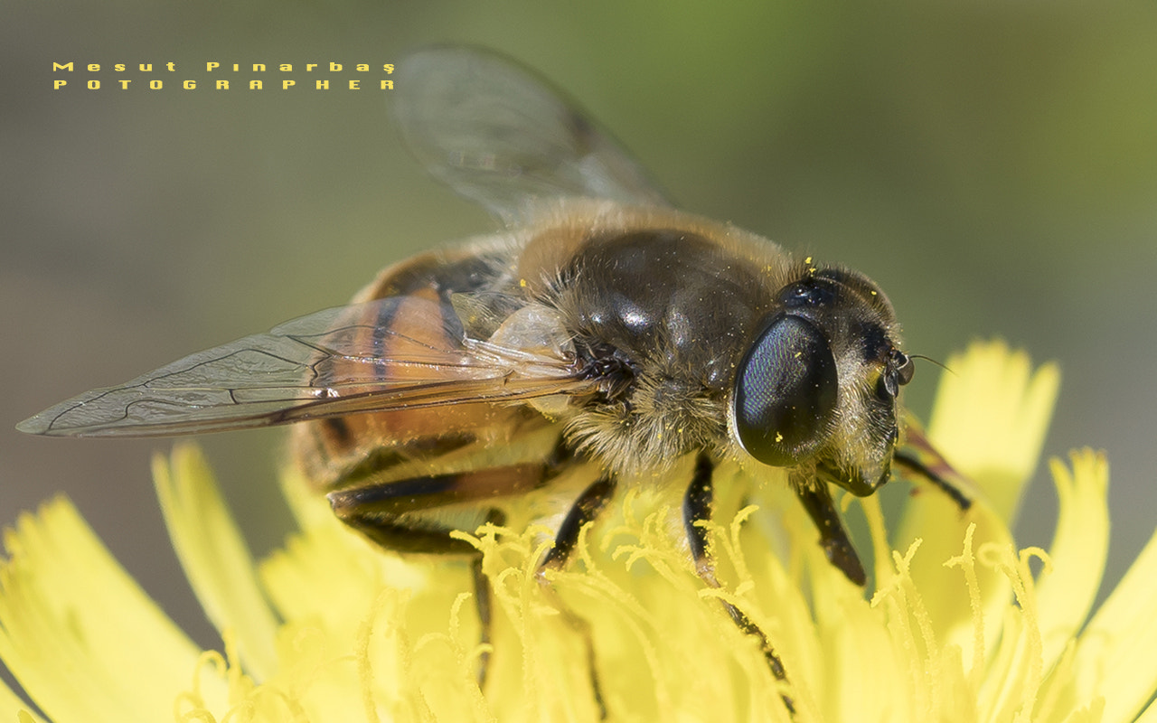 Sony a6300 + Sony FE 90mm F2.8 Macro G OSS sample photo. Ardahan turkey photography