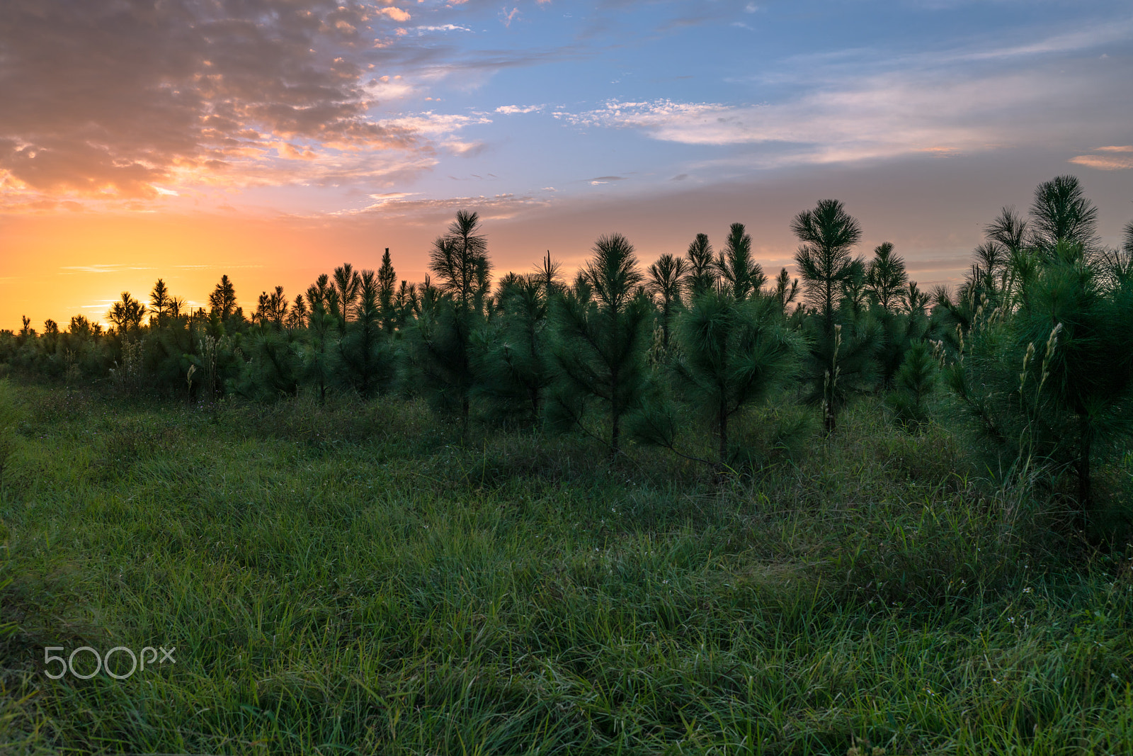 E 35mm F2 sample photo. Pine trees photography