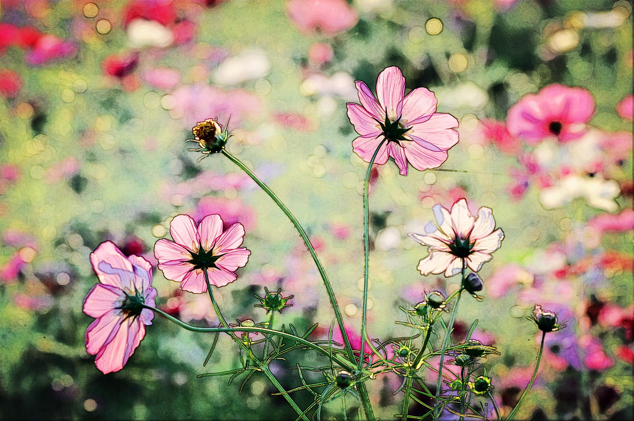 Sigma 70-200mm F2.8 EX DG OS HSM sample photo. Flower photography