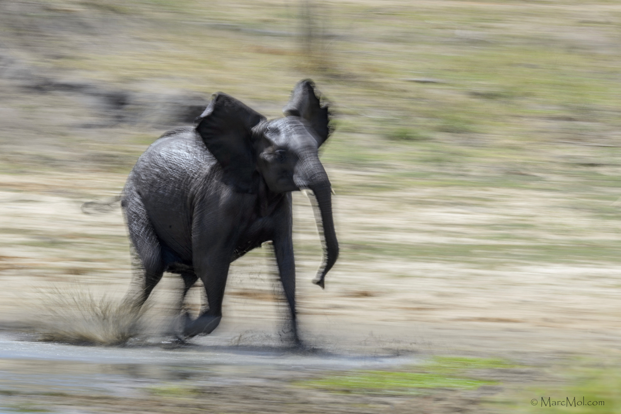 Nikon AF-S Nikkor 400mm F2.8E FL ED VR sample photo. Run to water! photography