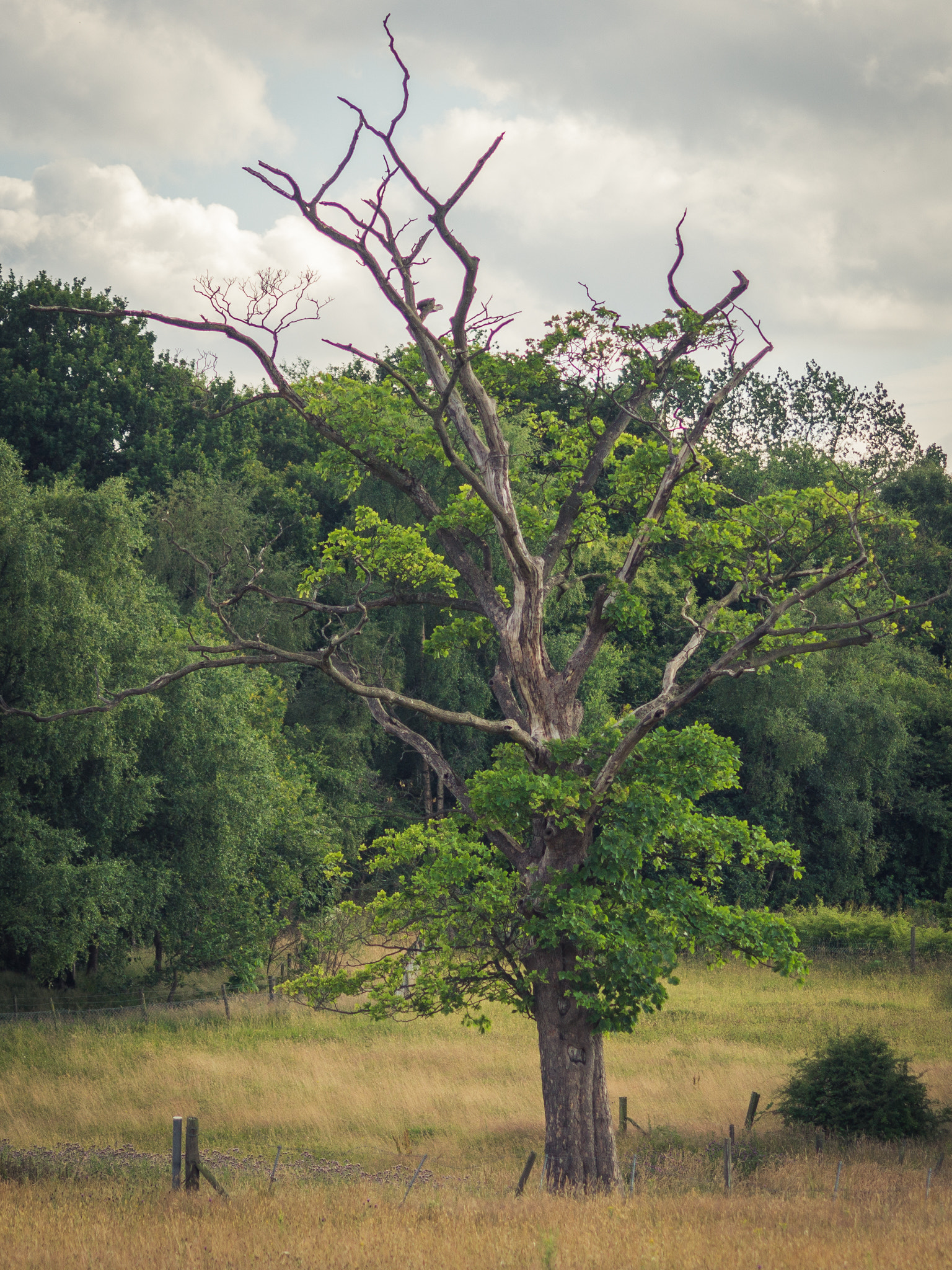 Sigma 70-300mm F4-5.6 DL Macro sample photo. Old tree photography