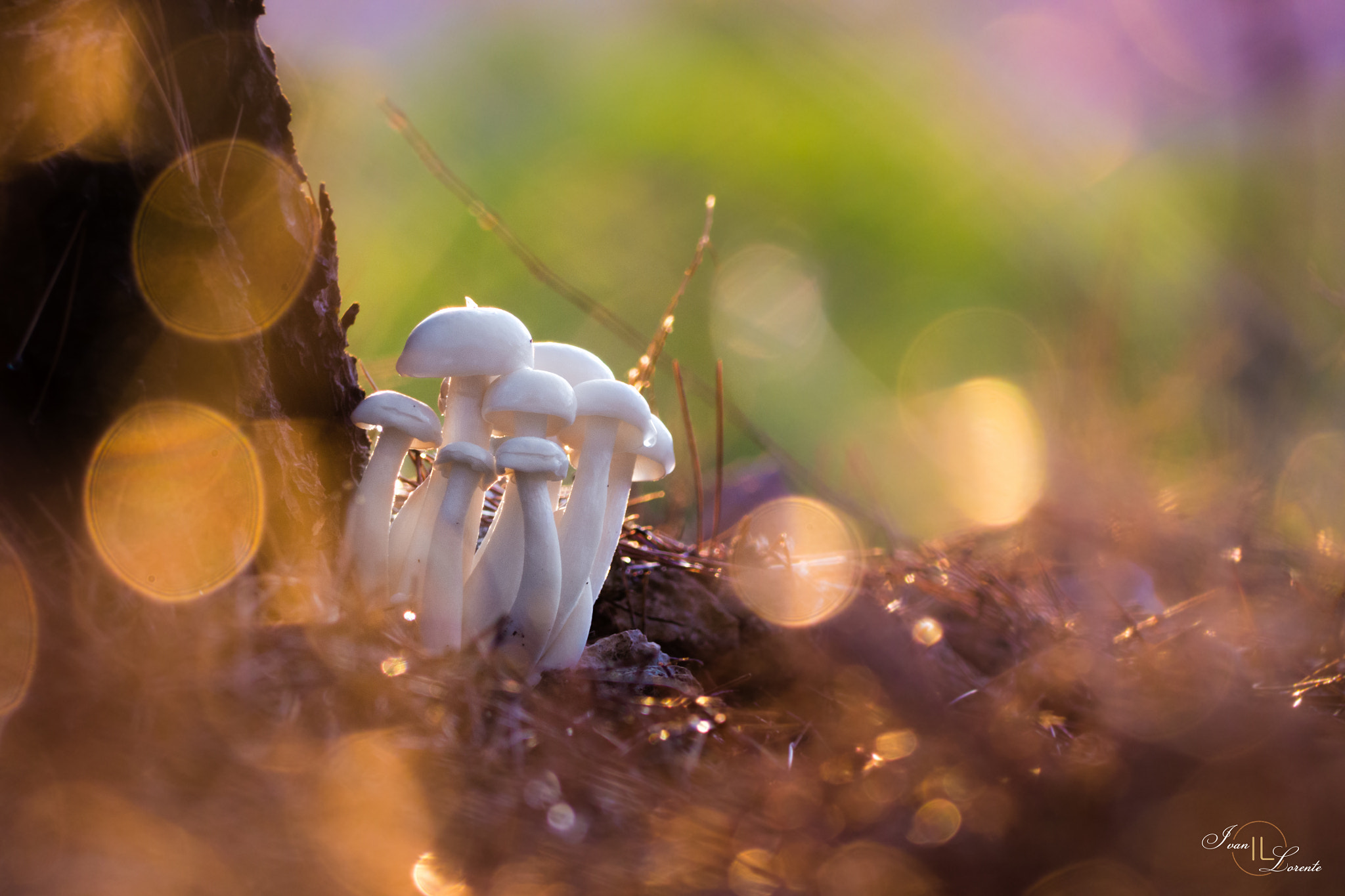 Panasonic Lumix G Vario 45-200mm F4-5.6 OIS sample photo. Mushrooms family photography
