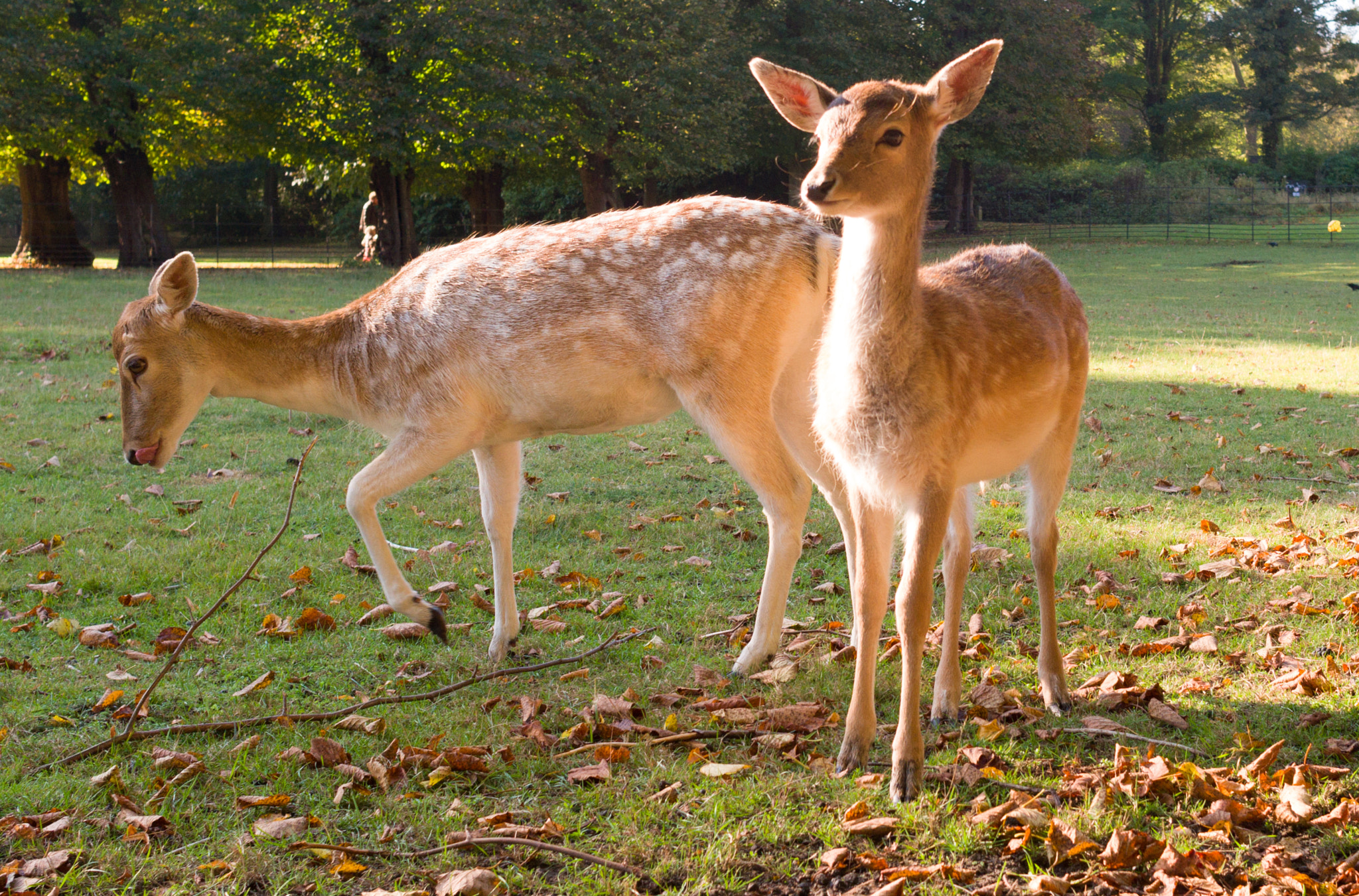 Leica X-E (TYP 102) sample photo. Here is bambi photography