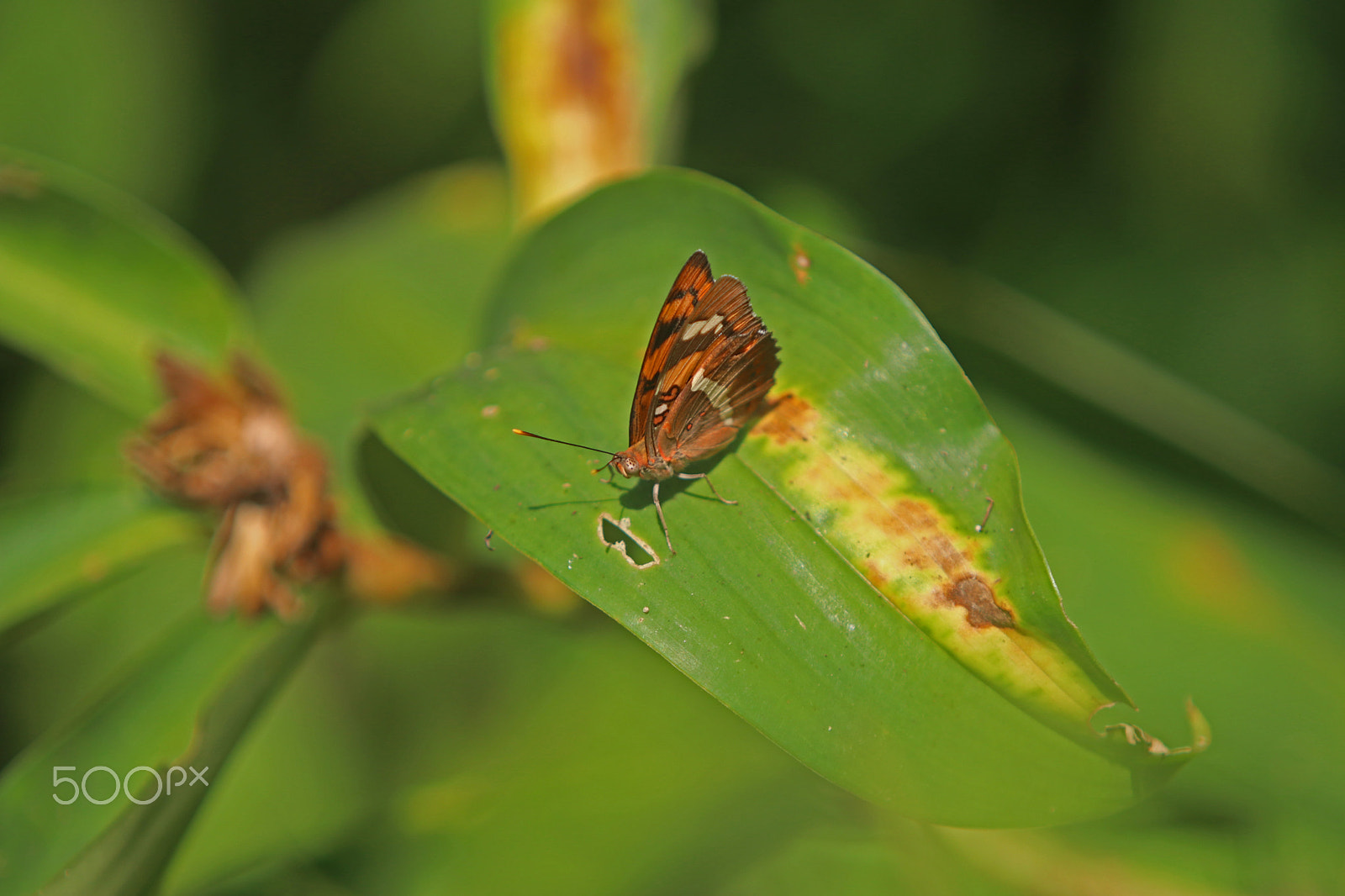 Canon EF 70-200mm F2.8L USM sample photo. Nature trail at nagla block photography