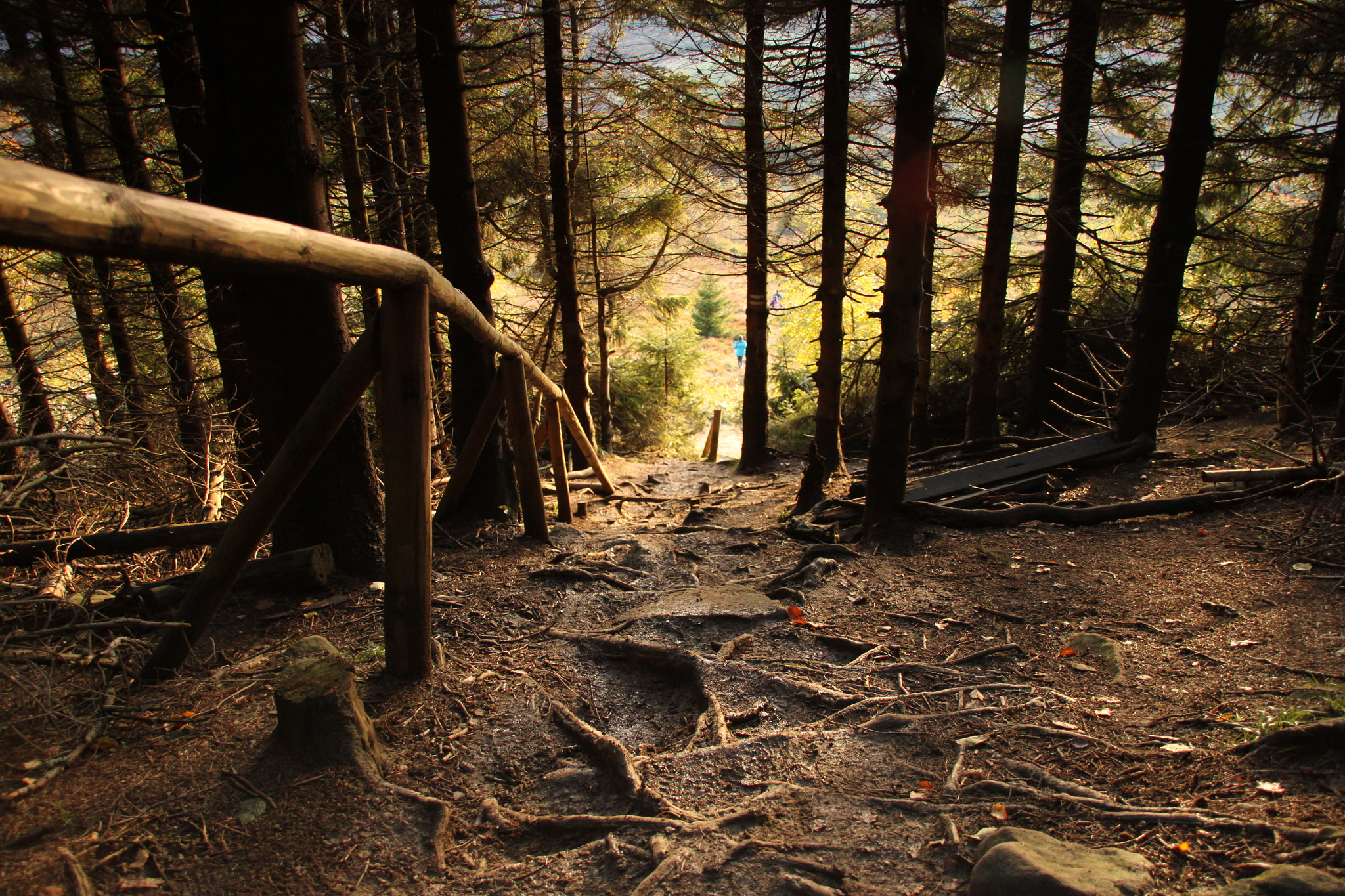 Sigma 18-200mm f/3.5-6.3 DC OS sample photo. Mysterious forest photography