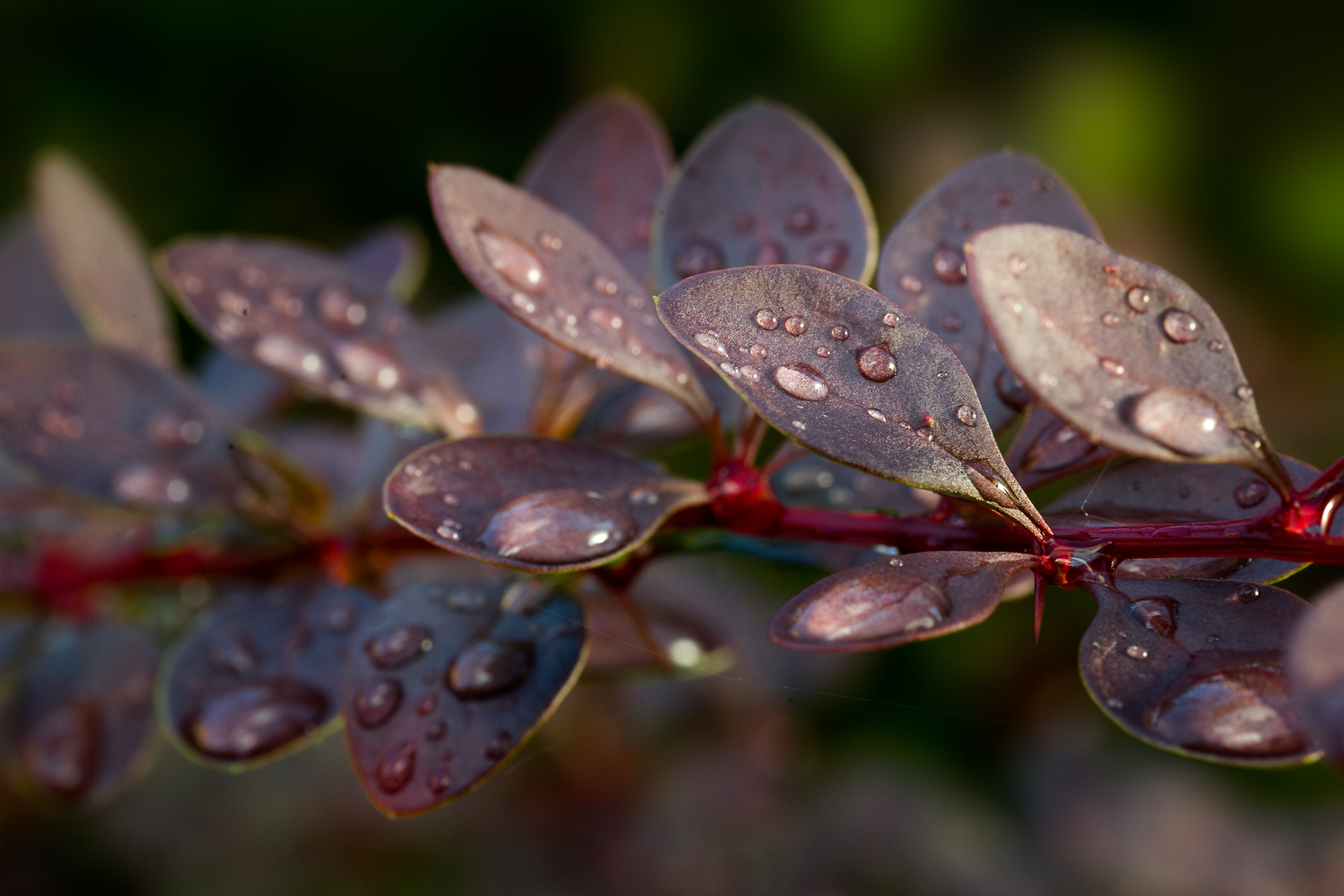 ZEISS Makro-Planar T* 100mm F2 sample photo