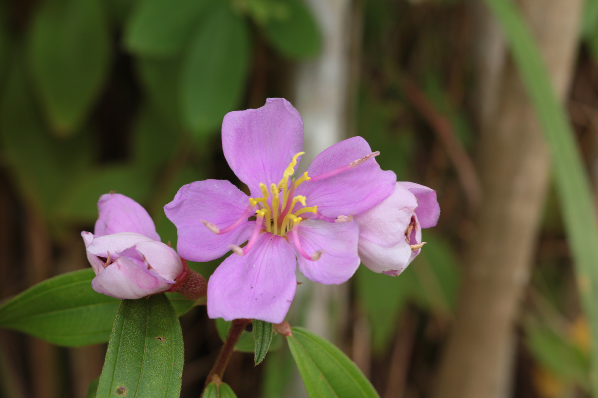 Canon EOS 700D (EOS Rebel T5i / EOS Kiss X7i) sample photo. Img photography