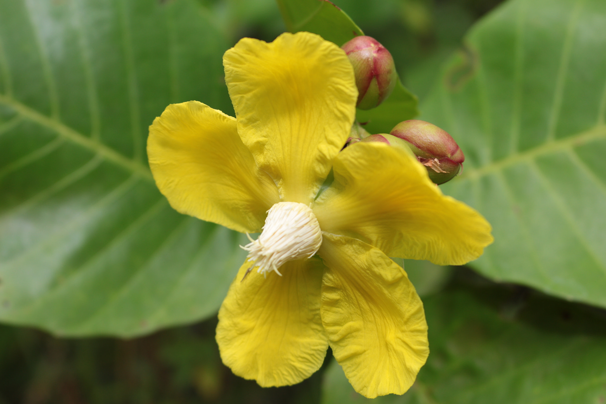 Canon EOS 700D (EOS Rebel T5i / EOS Kiss X7i) sample photo. Img photography