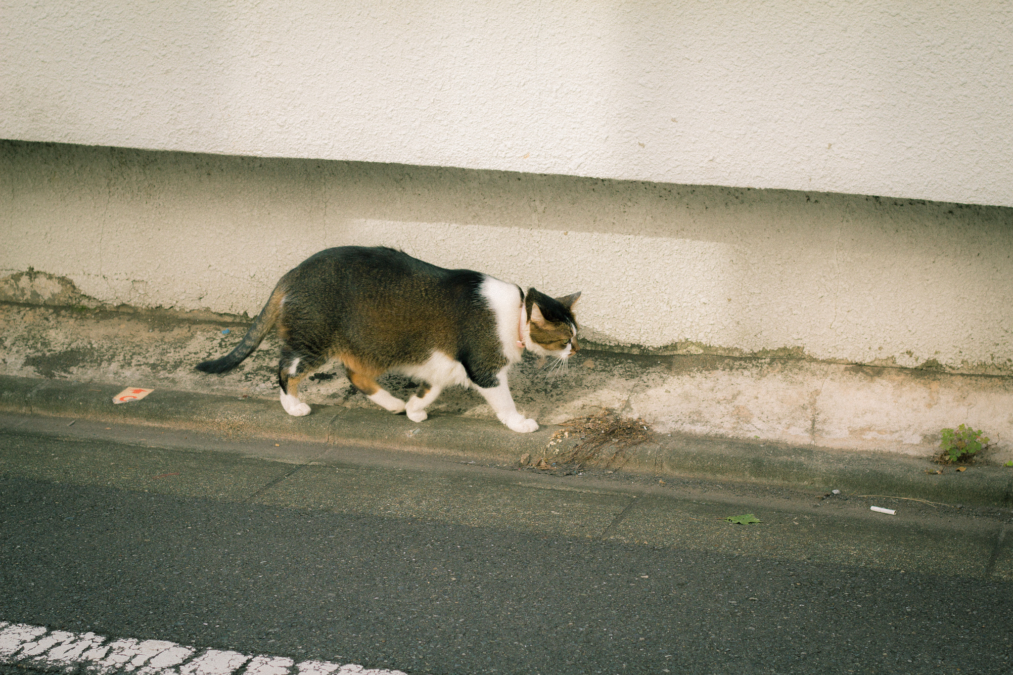 Canon EOS 600D (Rebel EOS T3i / EOS Kiss X5) sample photo. A cat photography