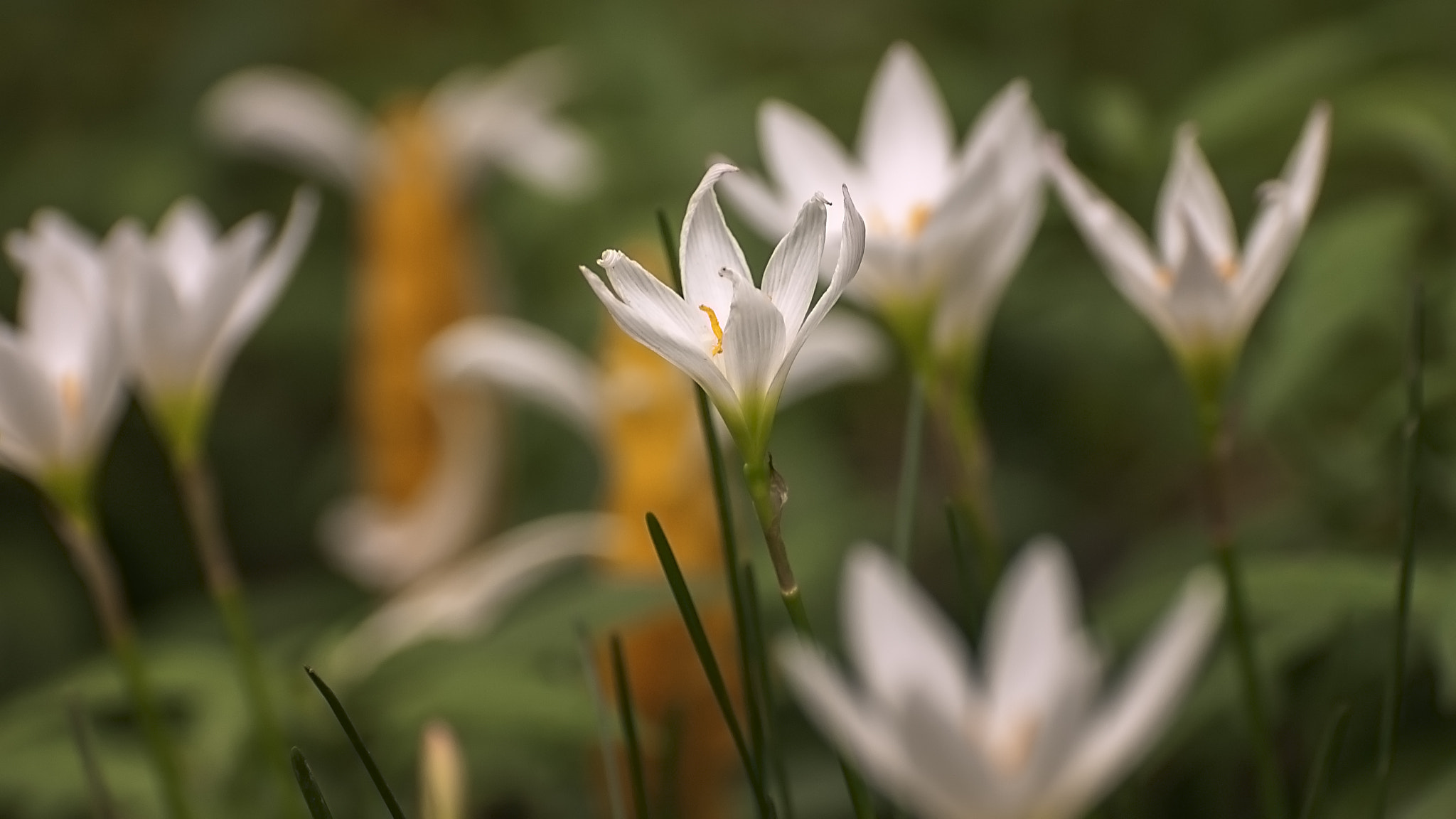 Nikon D70 sample photo. Blossom white photography