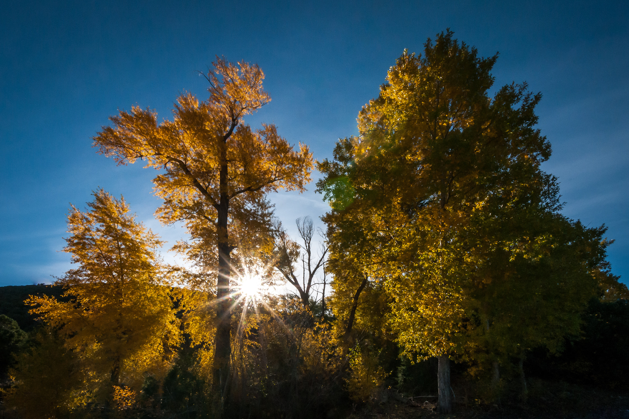 Nikon D300 sample photo. Fall color great sand dunes national park photography
