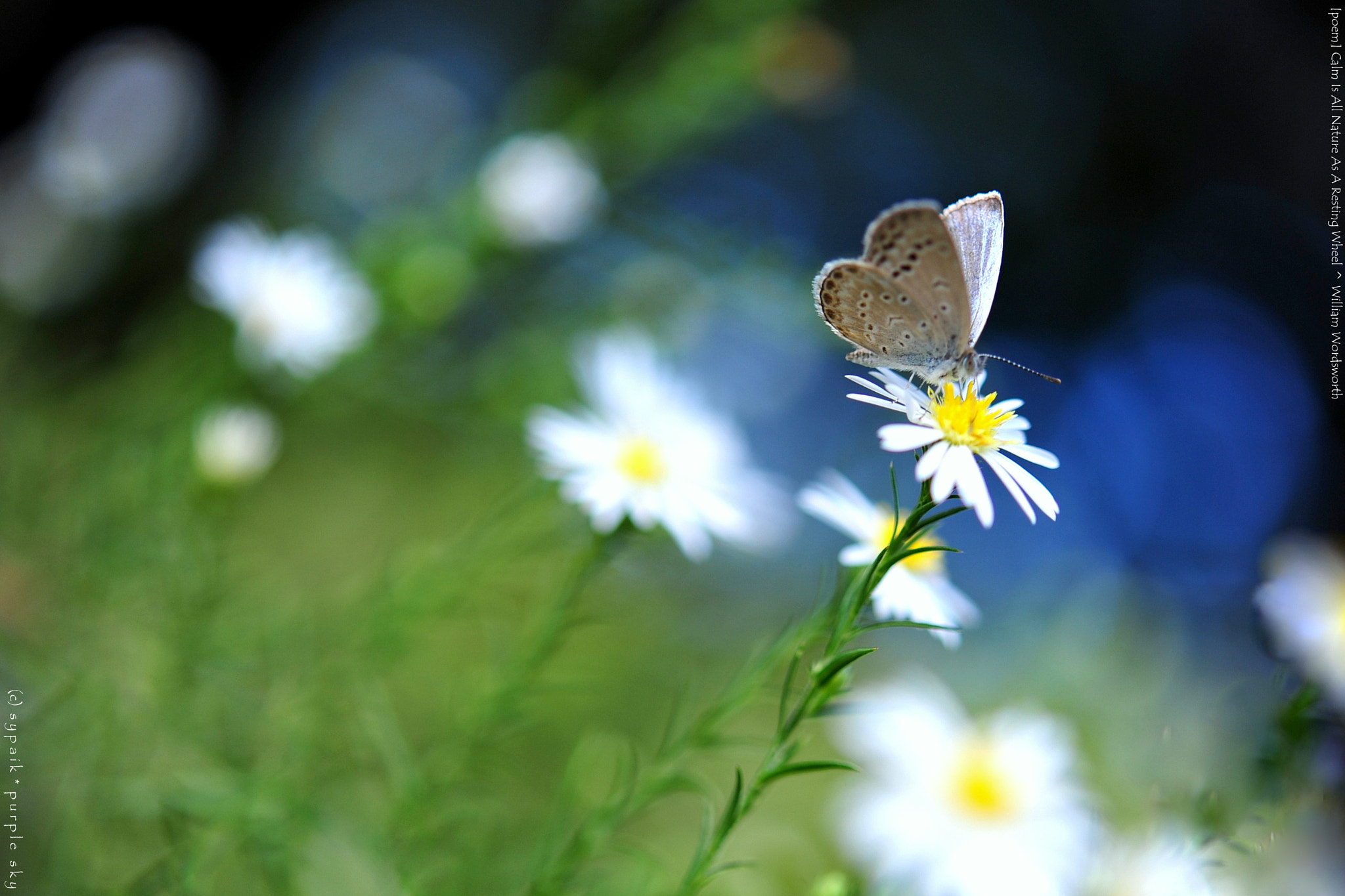 Nikon AF-S Micro-Nikkor 60mm F2.8G ED sample photo. Calm is all nature as a resting wheel ii photography