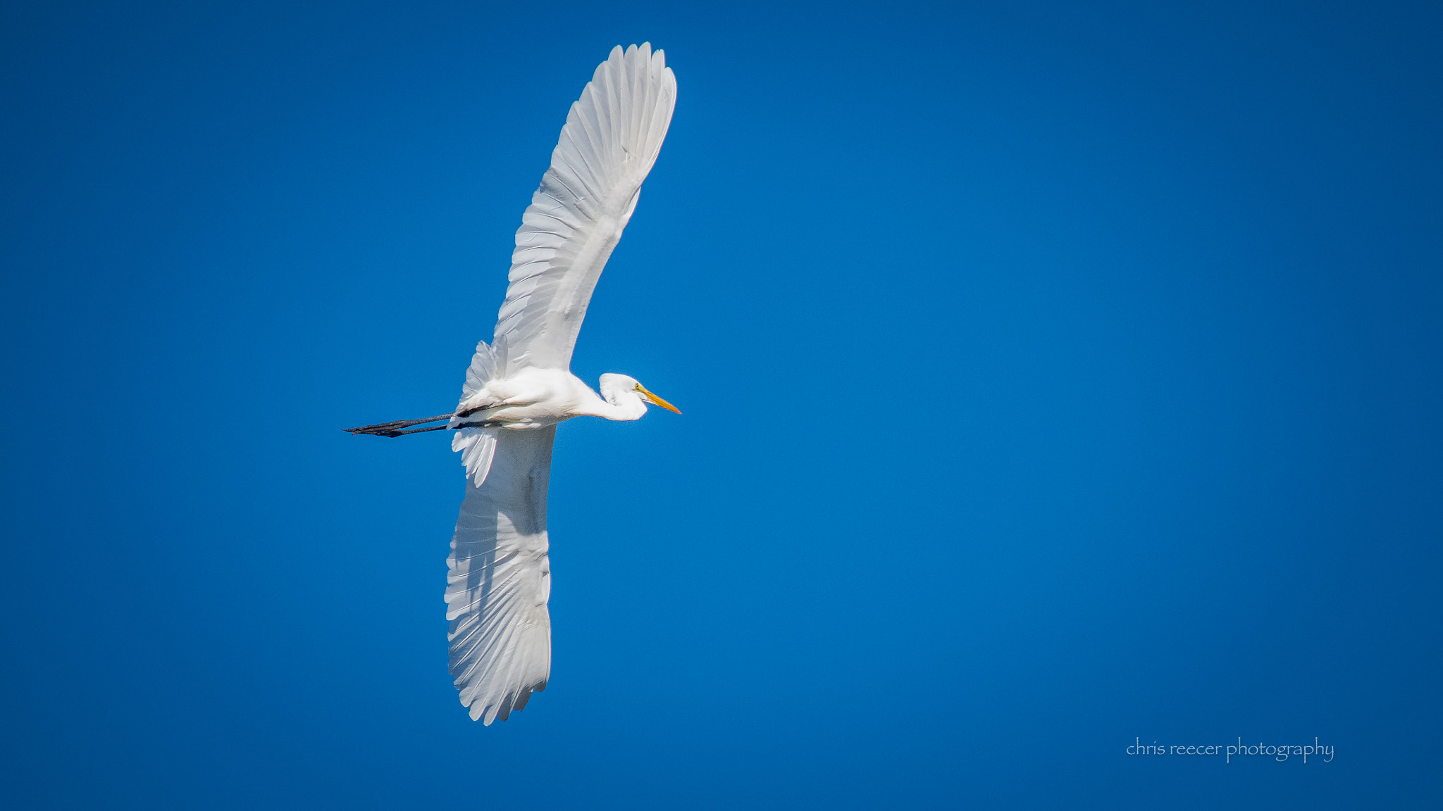 Nikon D500 sample photo. Magnificence photography