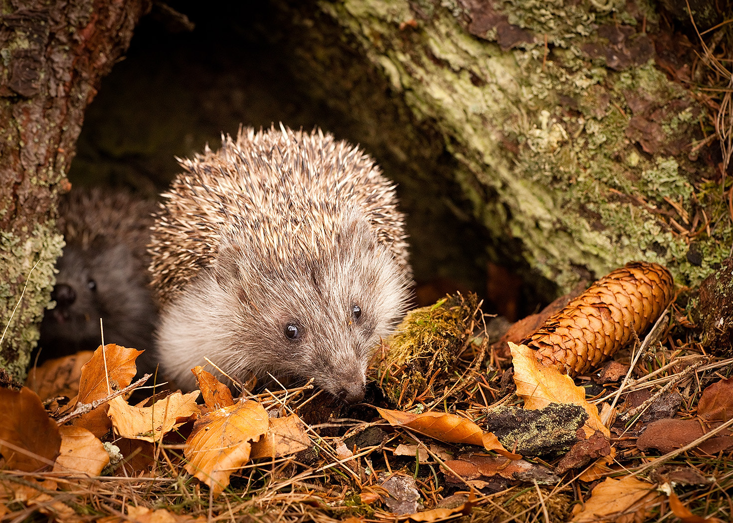 Sigma APO Macro 150mm f/2.8 EX DG HSM sample photo. Hedgehog photography