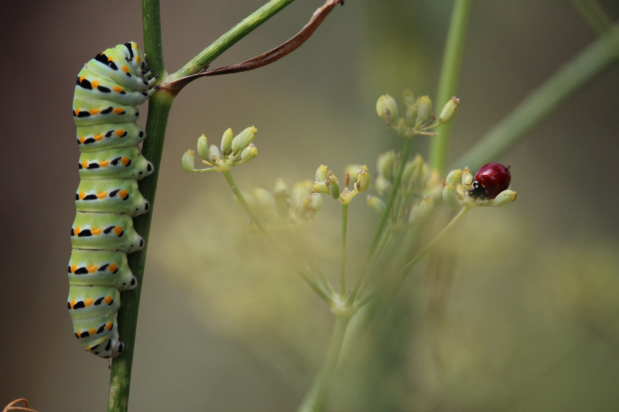 Canon EOS 100D (EOS Rebel SL1 / EOS Kiss X7) sample photo. Anise swallowtail caterpillar photography