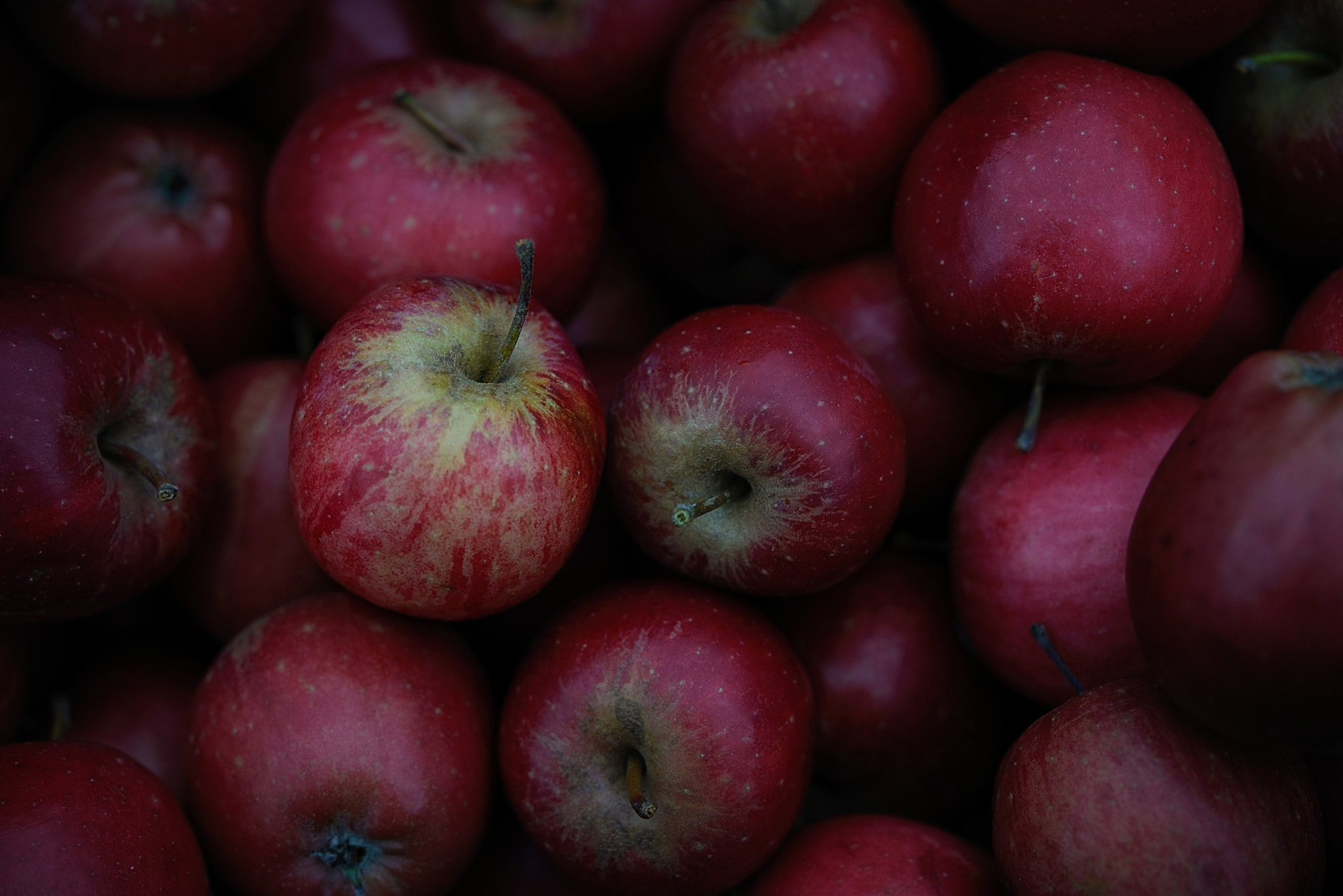 Nikon AF-S Micro-Nikkor 60mm F2.8G ED sample photo. Windfall photography