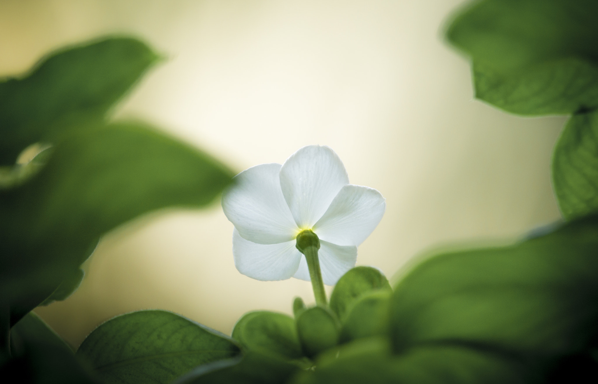 Canon EF-S 55-250mm F4-5.6 IS STM sample photo. Vinca photography