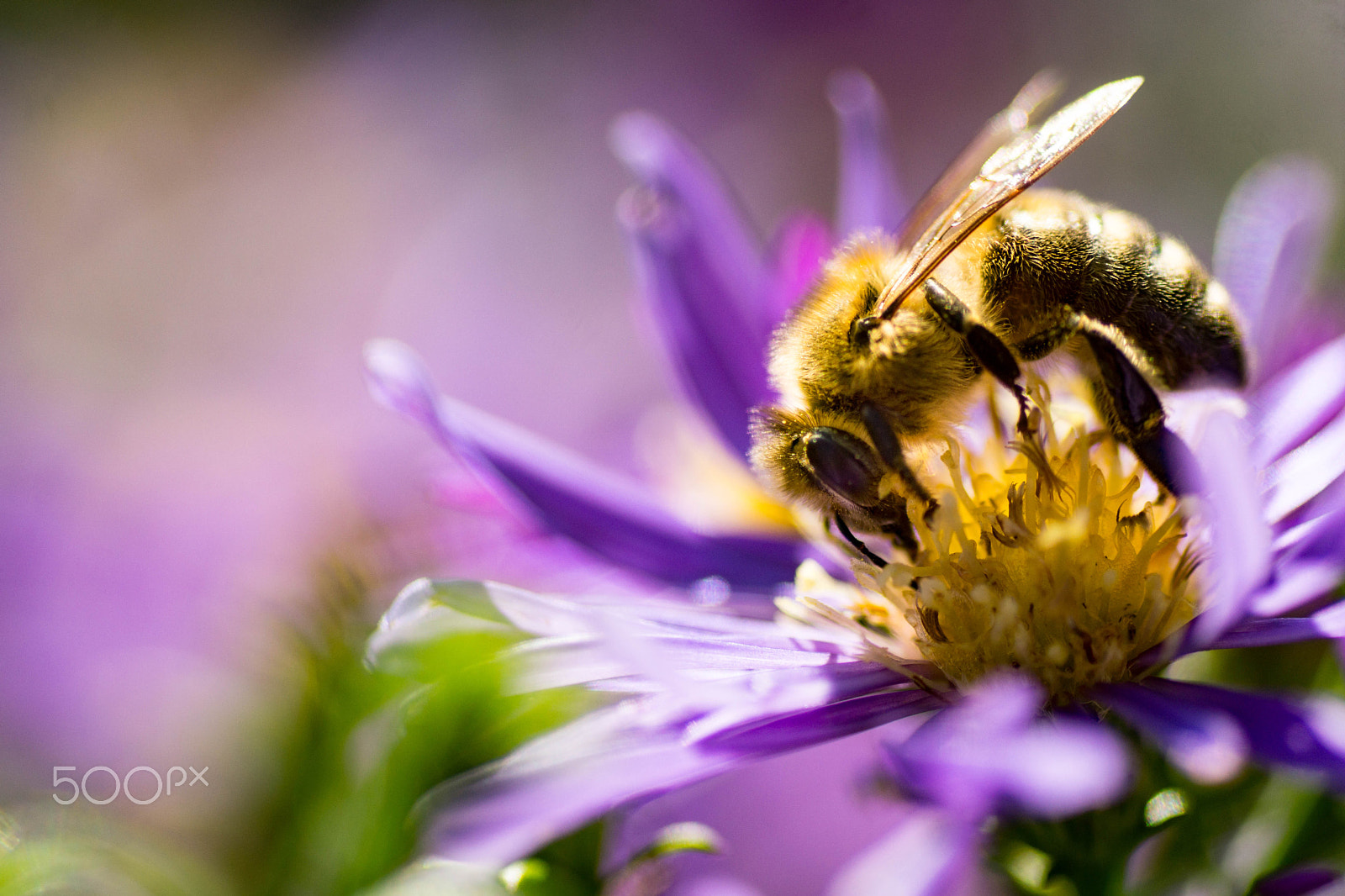 Sony SLT-A77 + Tamron SP AF 90mm F2.8 Di Macro sample photo. Honey photography