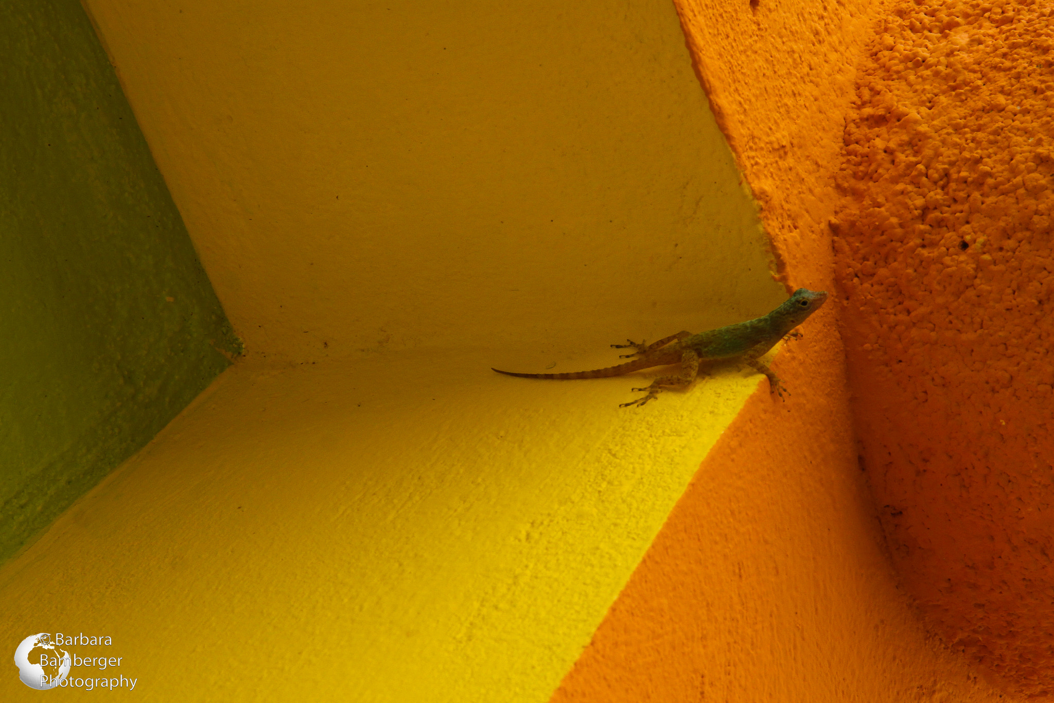 Canon EF-S 17-85mm F4-5.6 IS USM sample photo. Lizard photography