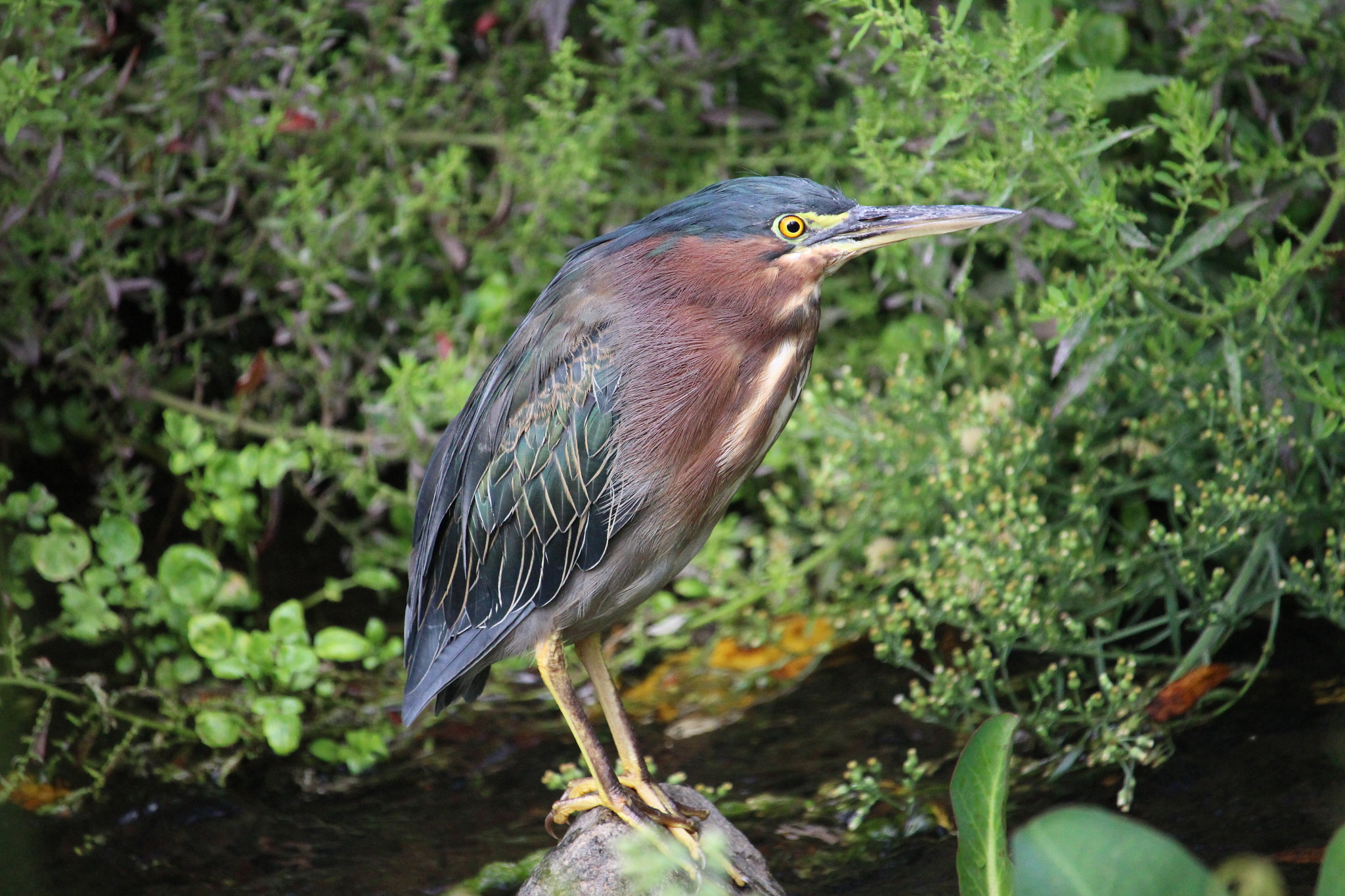 Canon EOS 100D (EOS Rebel SL1 / EOS Kiss X7) + Canon EF-S 55-250mm F4-5.6 IS STM sample photo. Green heron photography