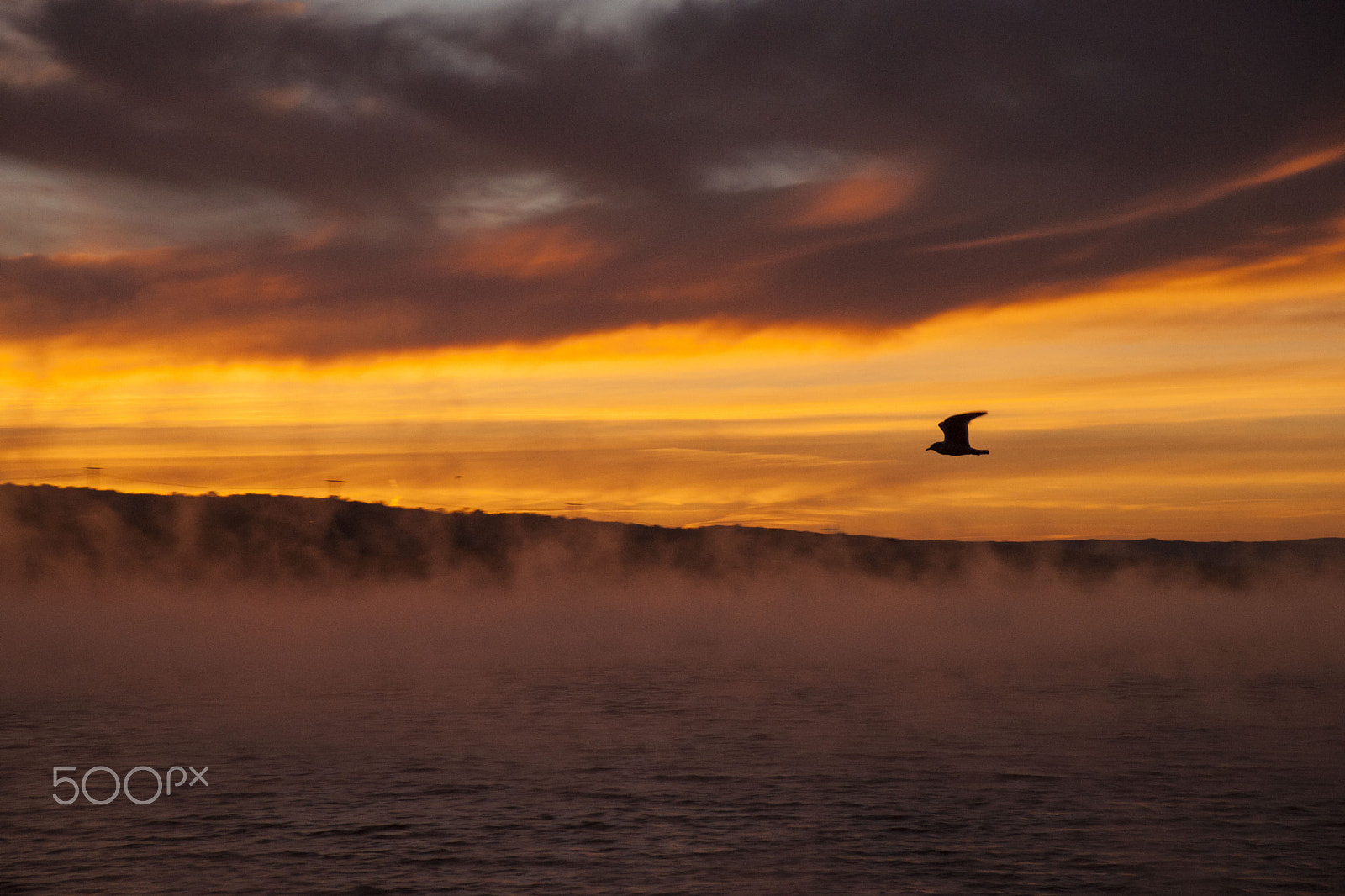 Minolta/Sony AF 24-105mm F3.5-4.5 (D) sample photo. Gull at dawn photography