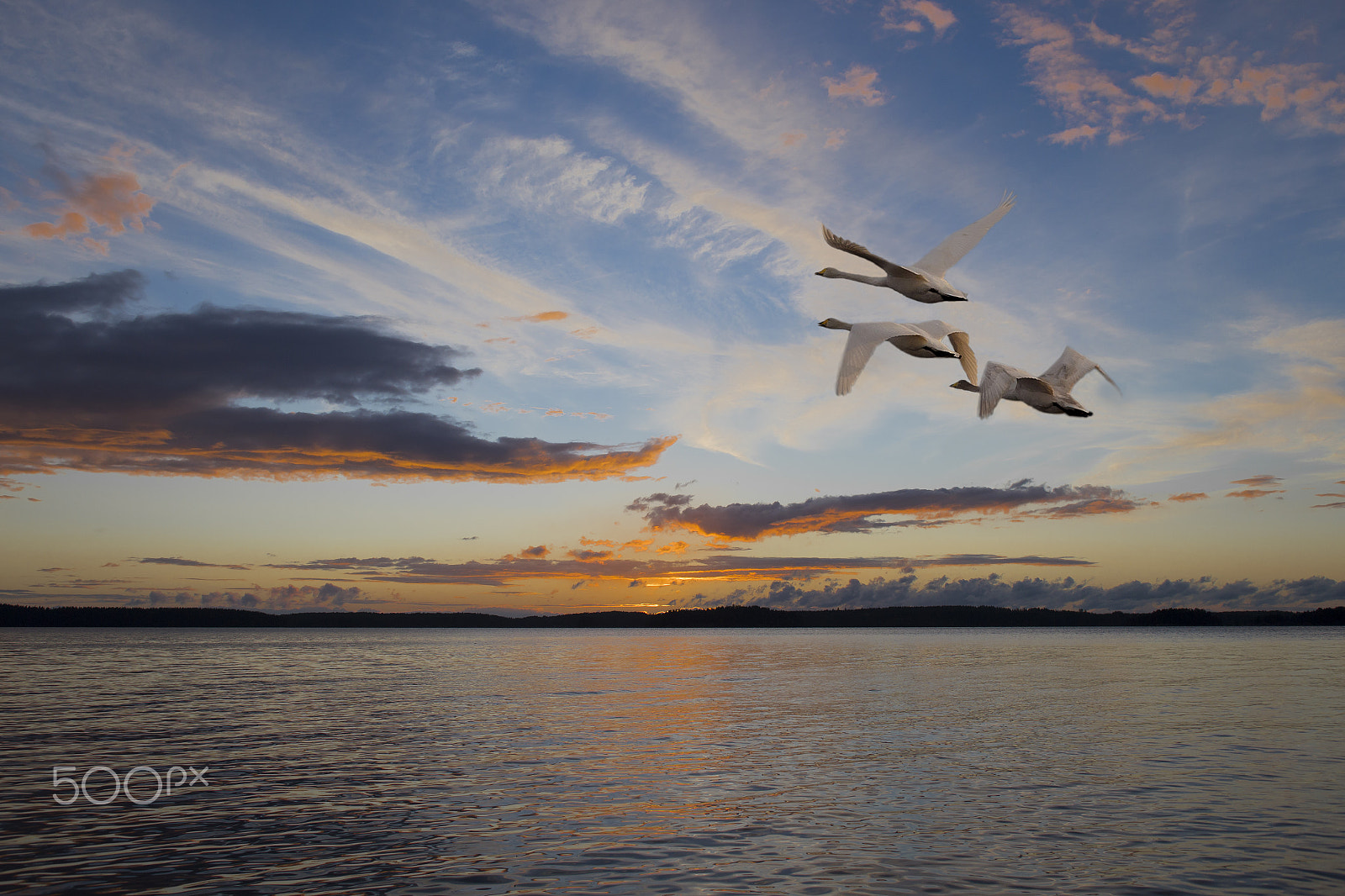 Canon EOS 6D + EF28-70mm f/2.8L USM sample photo. Laulujoutsenet photography