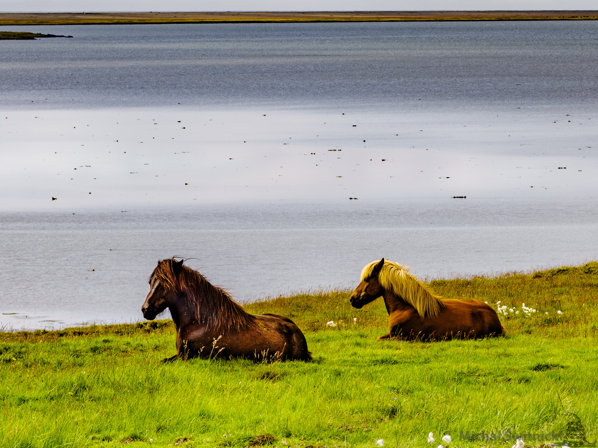 Pentax K-1 sample photo. Icelandic horses resting on a green glacial meadow photography