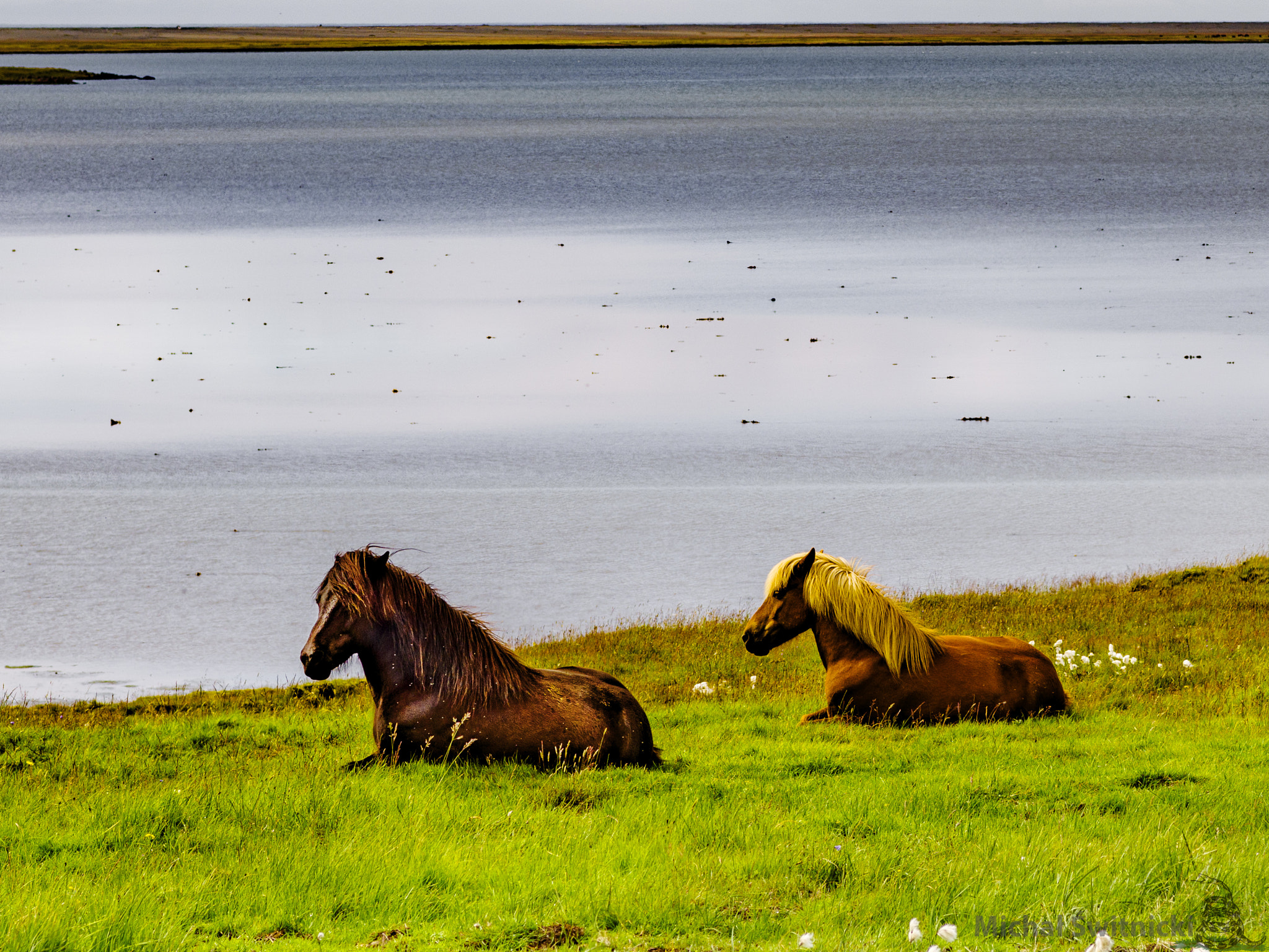 Pentax K-1 + Pentax smc FA 77mm 1.8 Limited sample photo. Icelandic horses resting on a green glacial meadow photography