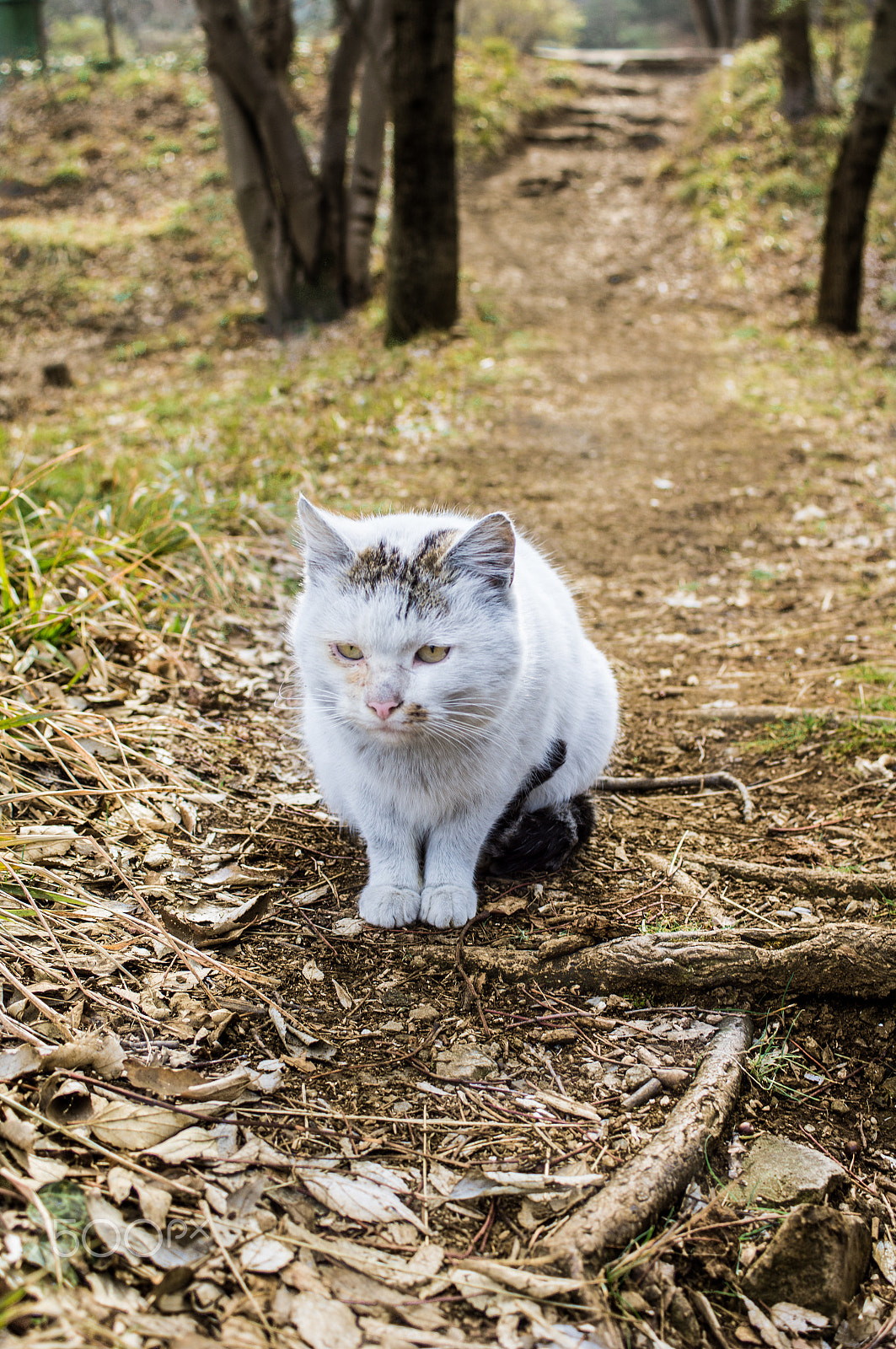 Sony SLT-A55 (SLT-A55V) + Sony DT 30mm F2.8 Macro SAM sample photo. Homeless cat outdoor photography