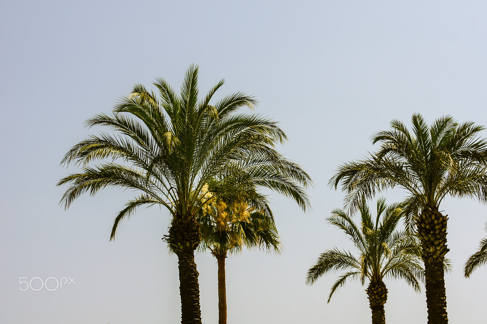 Sony SLT-A55 (SLT-A55V) + Sony DT 50mm F1.8 SAM sample photo. Palm trees on the sky background photography