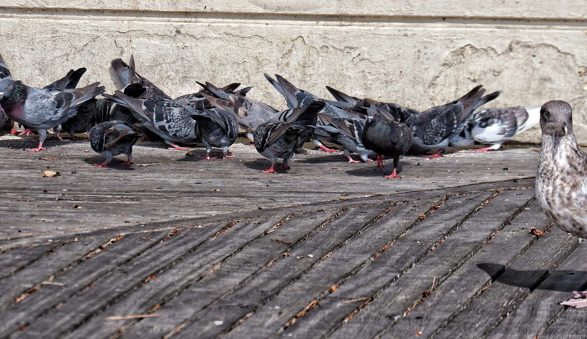 Canon EOS 650D (EOS Rebel T4i / EOS Kiss X6i) sample photo. Seagull photobomb!!!! photography