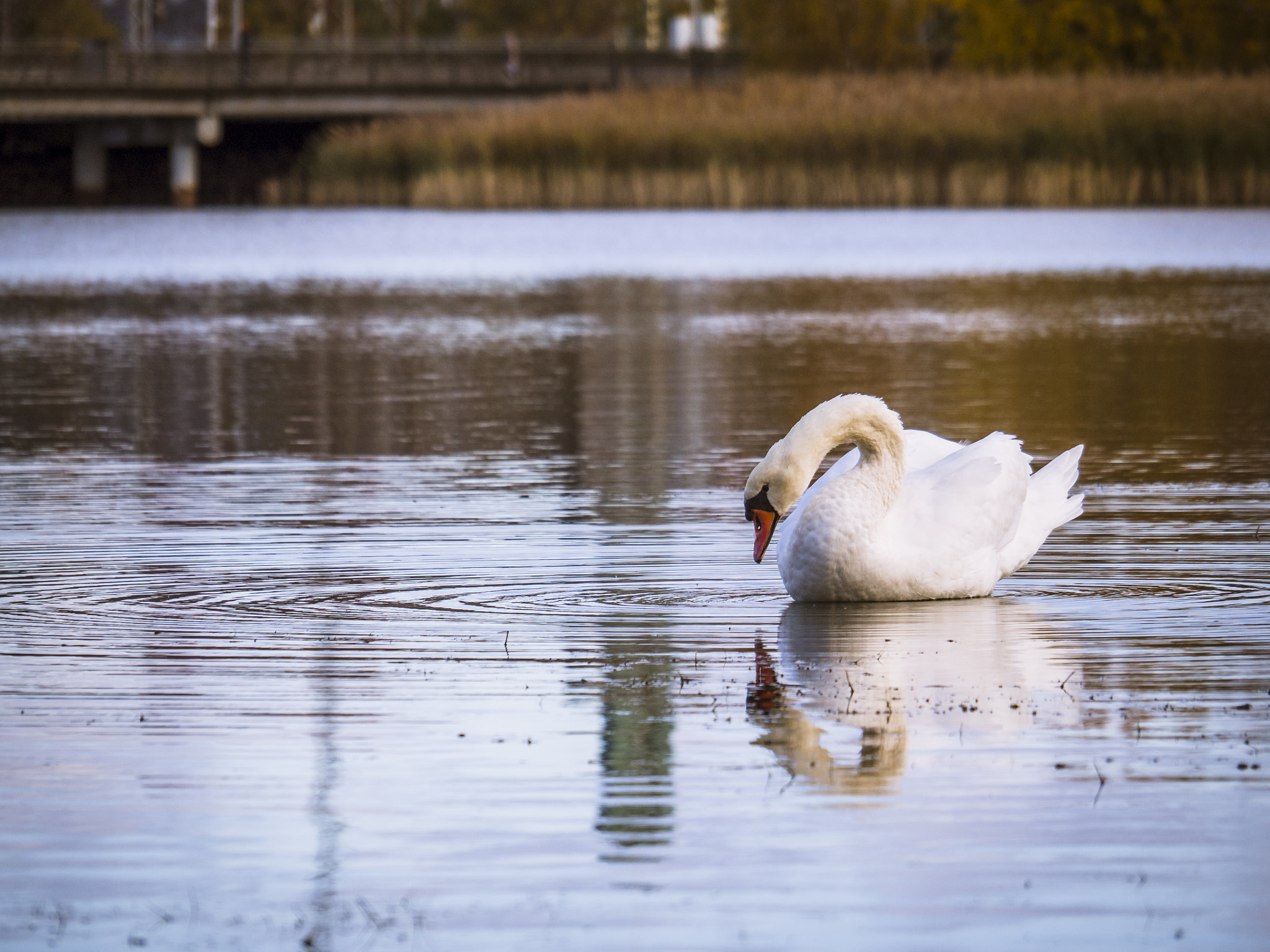 OLYMPUS M.14-150mm F4.0-5.6 II sample photo. Lonely swan photography